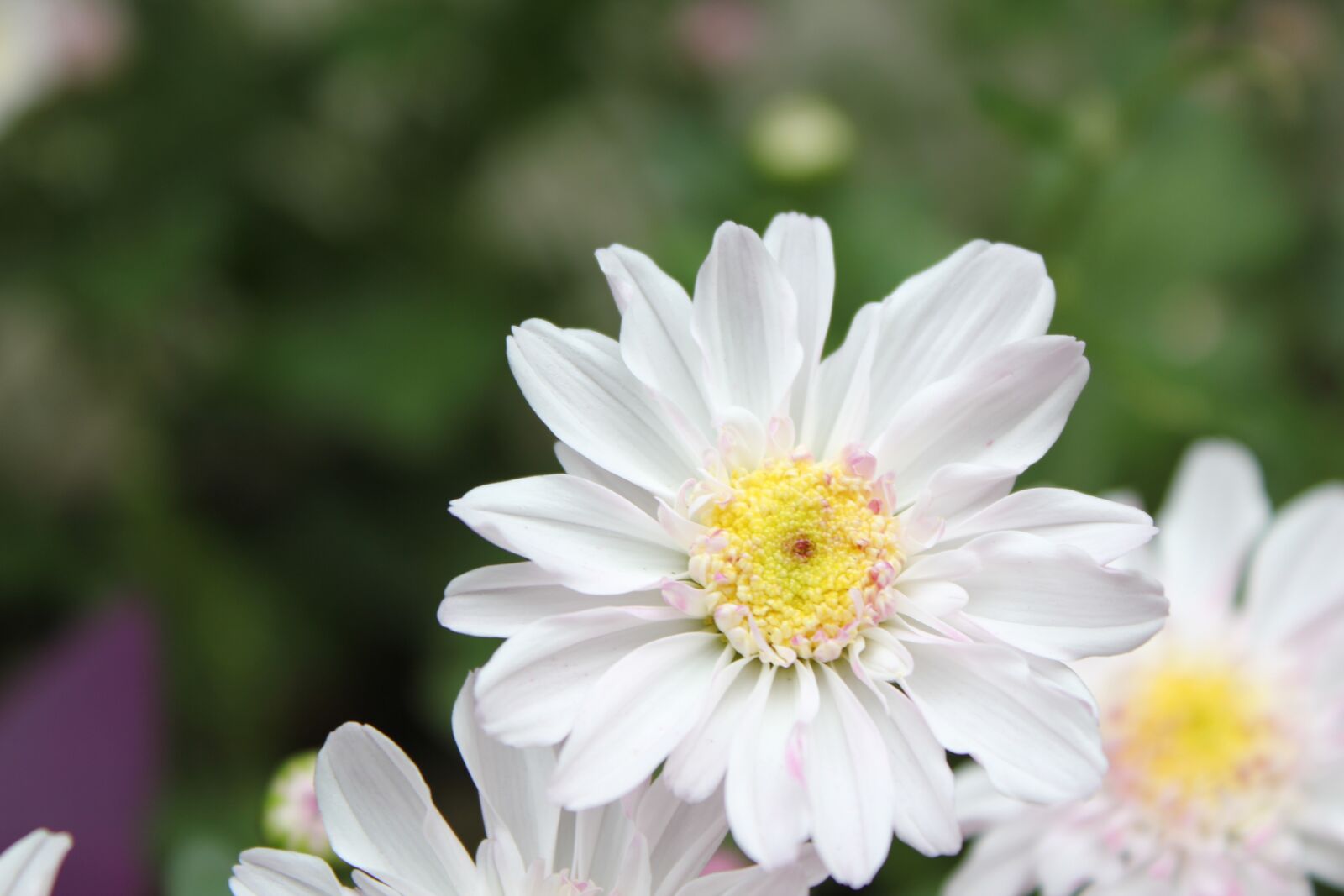Canon EOS 550D (EOS Rebel T2i / EOS Kiss X4) sample photo. Chu chrysanthemum, flower, hua photography