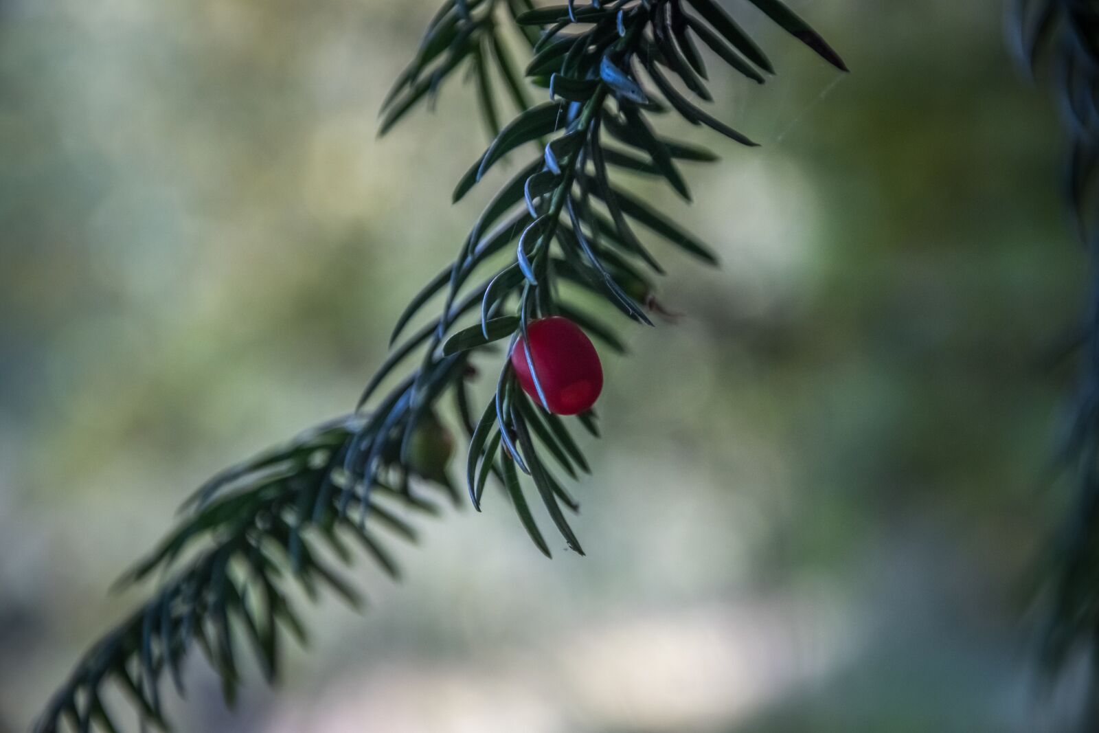 Nikon D500 sample photo. Flora, tree, nature photography