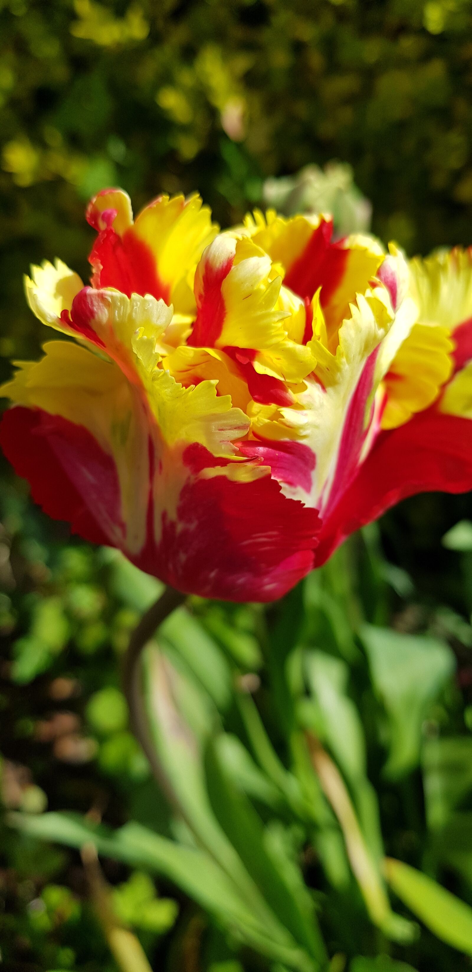Samsung Galaxy S8+ sample photo. Flower, nature, flora photography