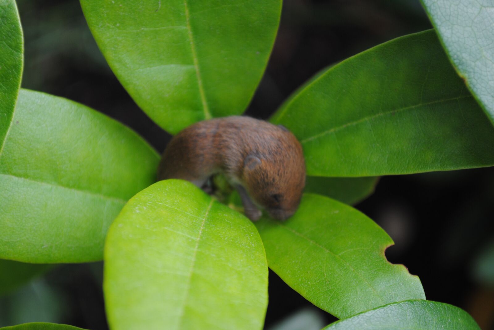 Nikon D3000 sample photo. Field, mouse, sleep photography