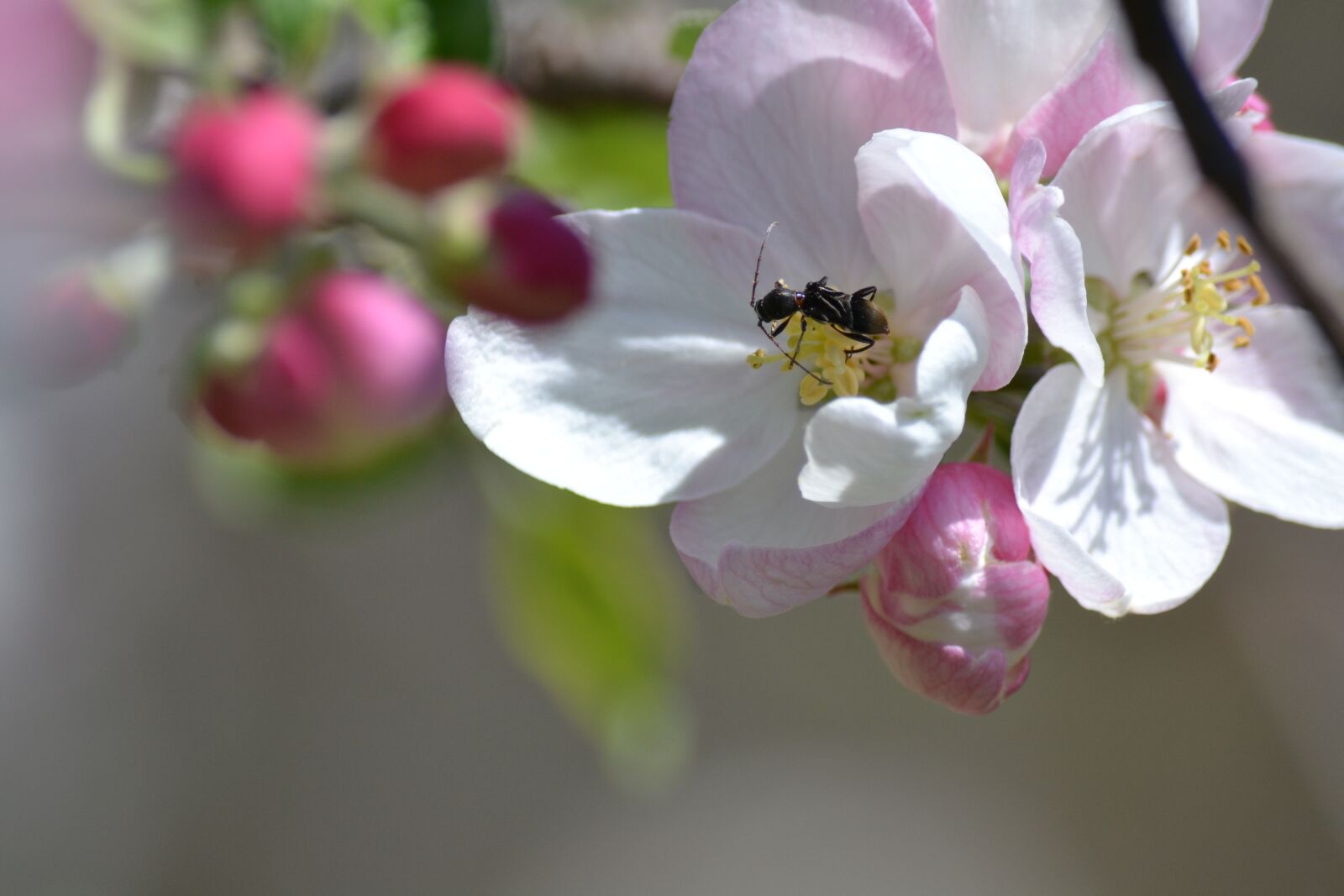Nikon D3100 sample photo. Bug, pollinator, apple blossom photography