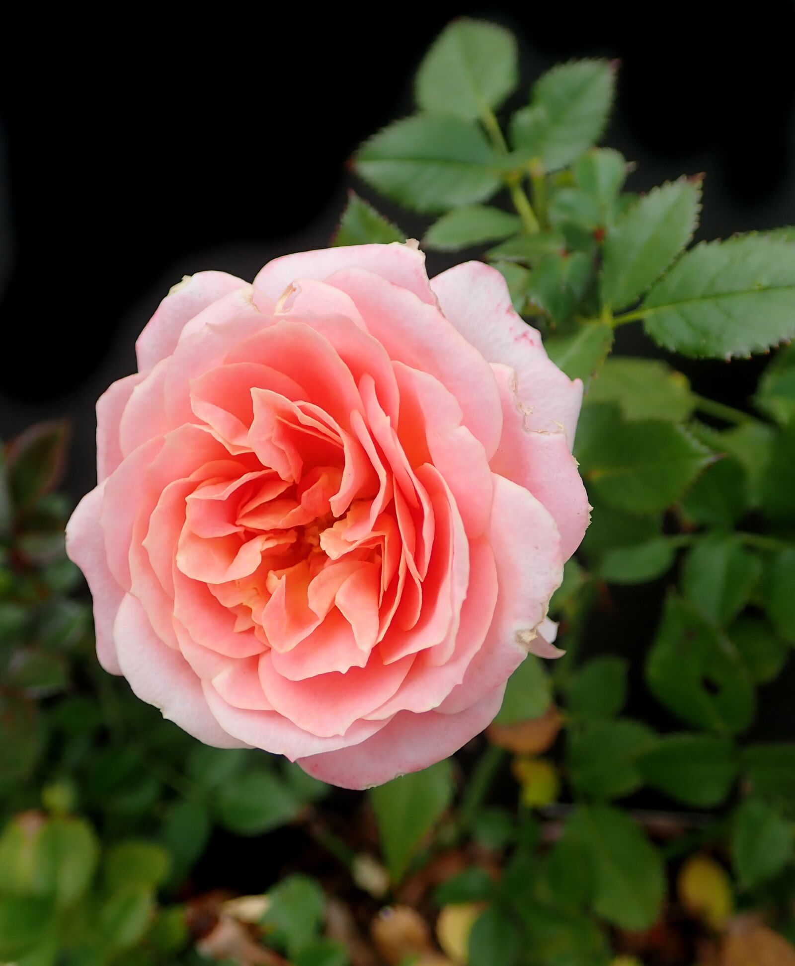 Olympus TG-5 sample photo. Flower, pink, rose photography