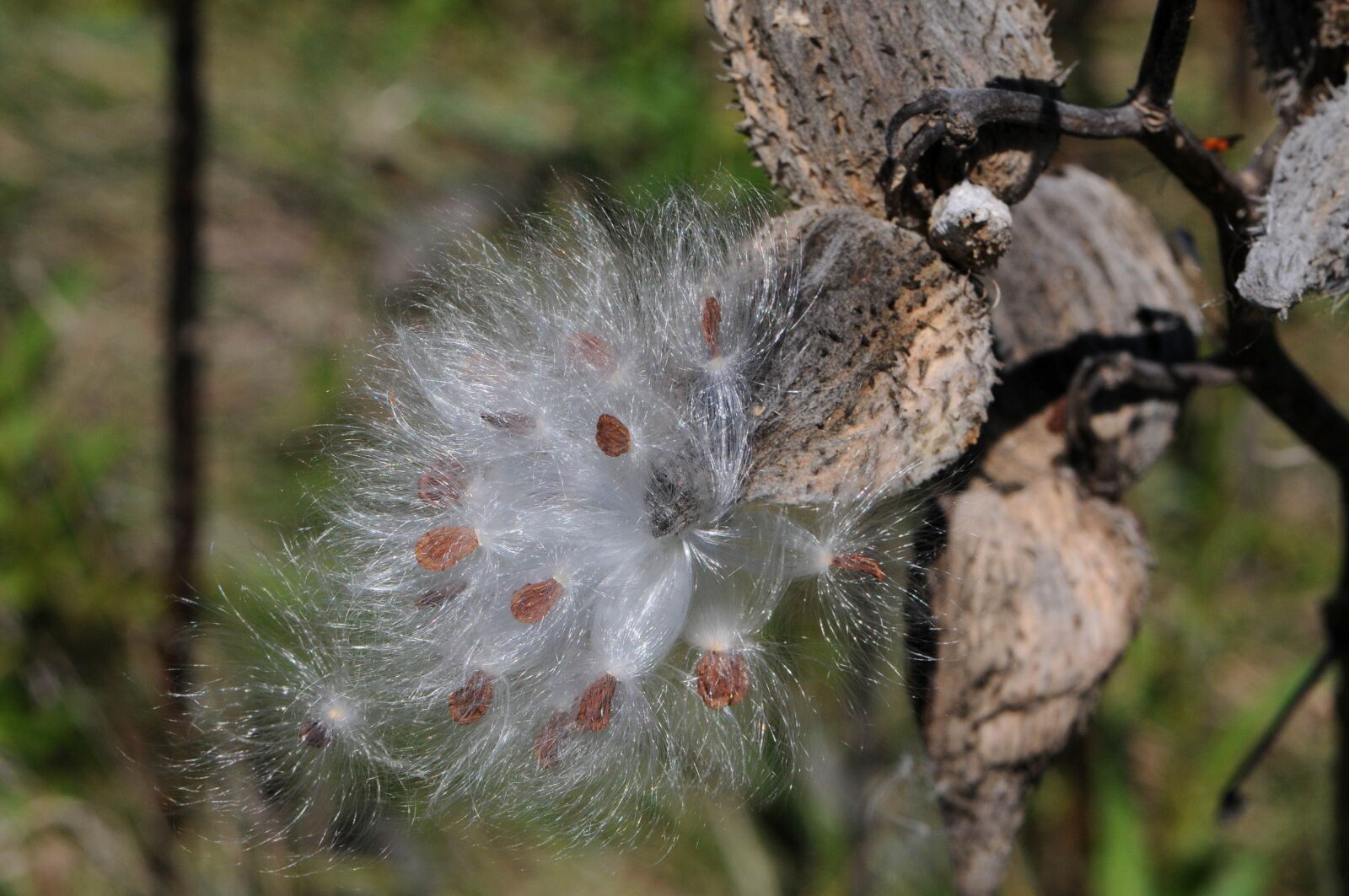 Nikon D300S sample photo. Milkweed, seeds, blow, fall photography