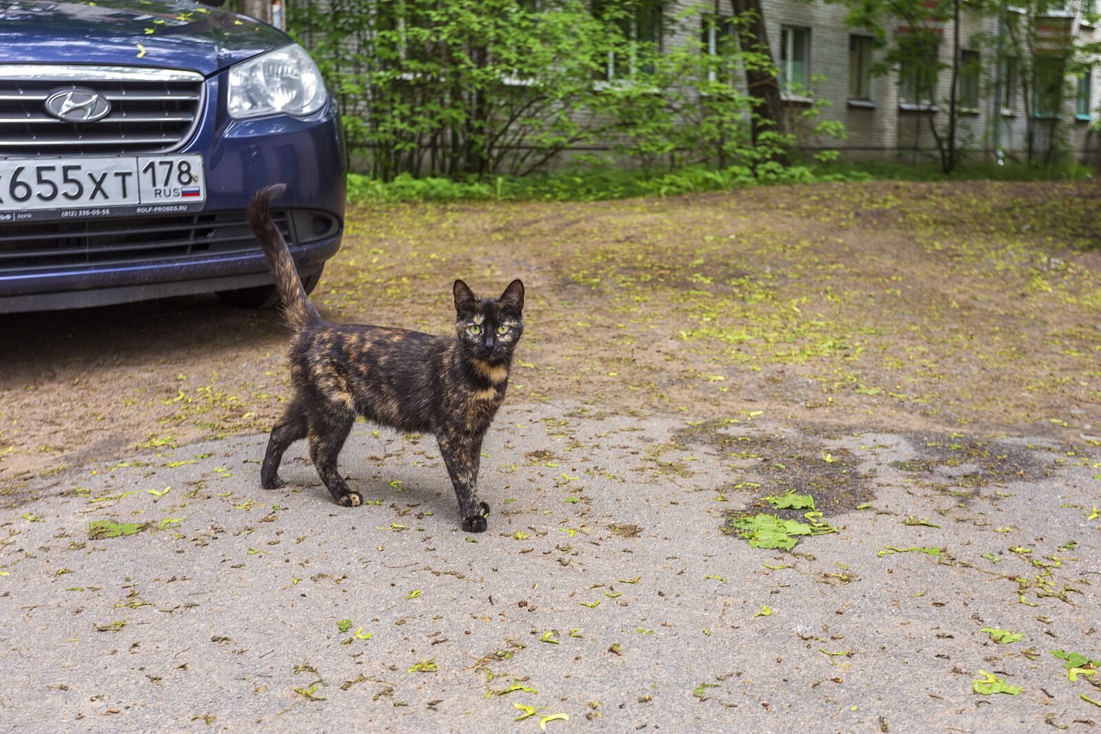 Canon EOS 6D + Canon EF 17-40mm F4L USM sample photo. Sestroretsk, city, stroll photography