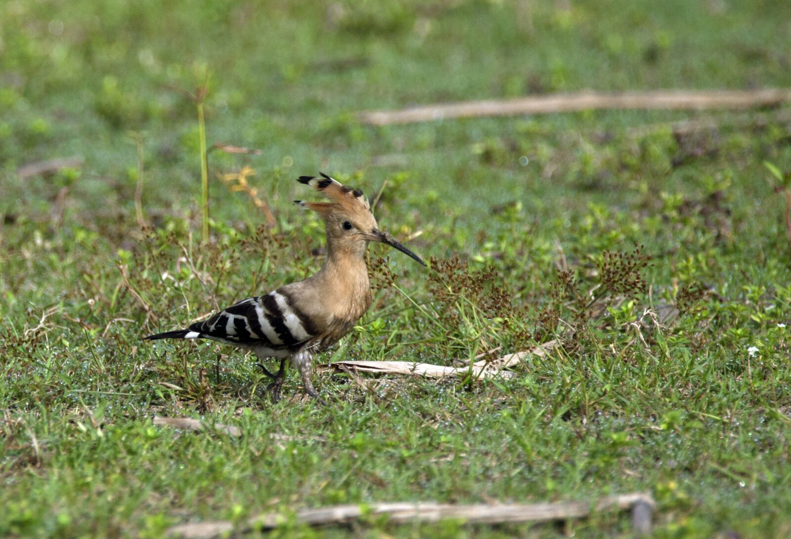 Canon EOS 5D Mark II sample photo. Bird, mother, needs photography