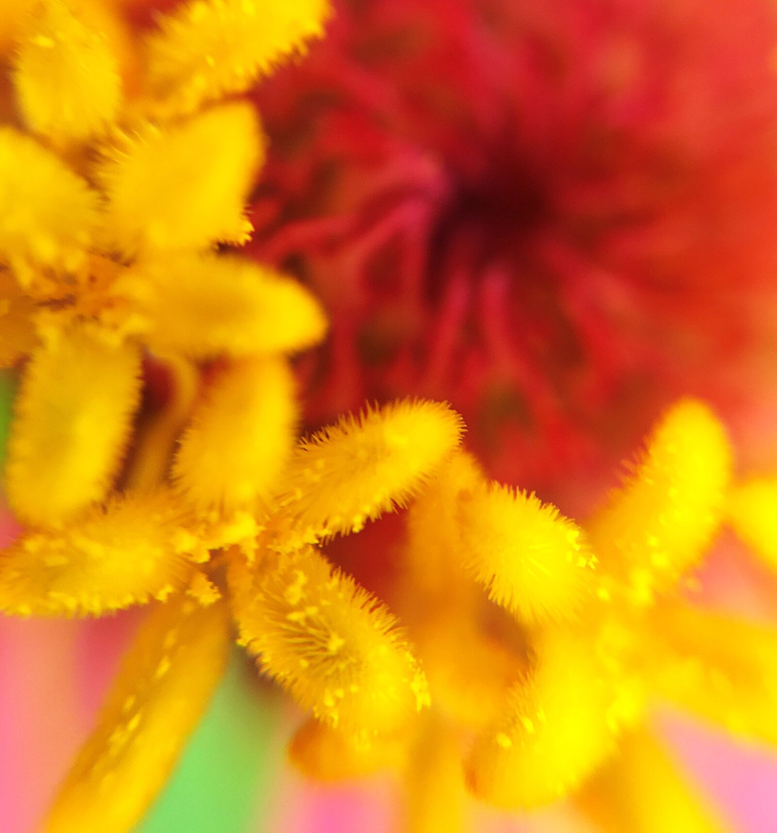 Apple iPhone 6s sample photo. Zinnia, pollen, stamen photography