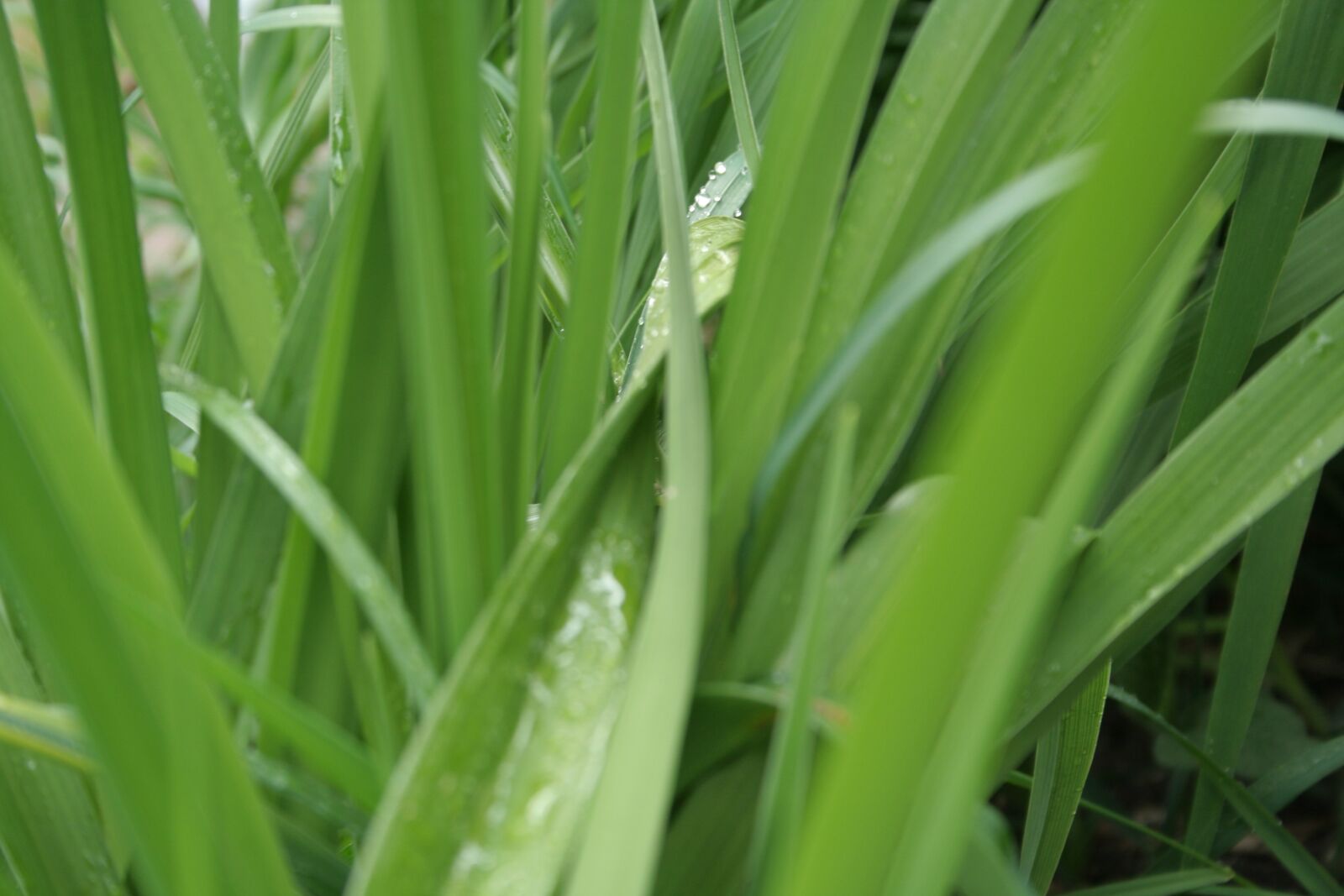 Canon EOS 350D (EOS Digital Rebel XT / EOS Kiss Digital N) sample photo. Green, leaf, wet photography