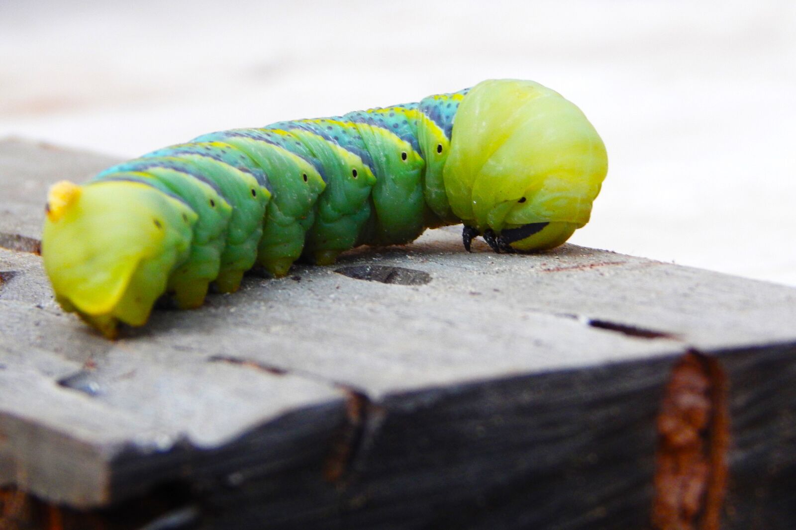 Nikon Coolpix L820 sample photo. Caterpillar, butterfly, green photography