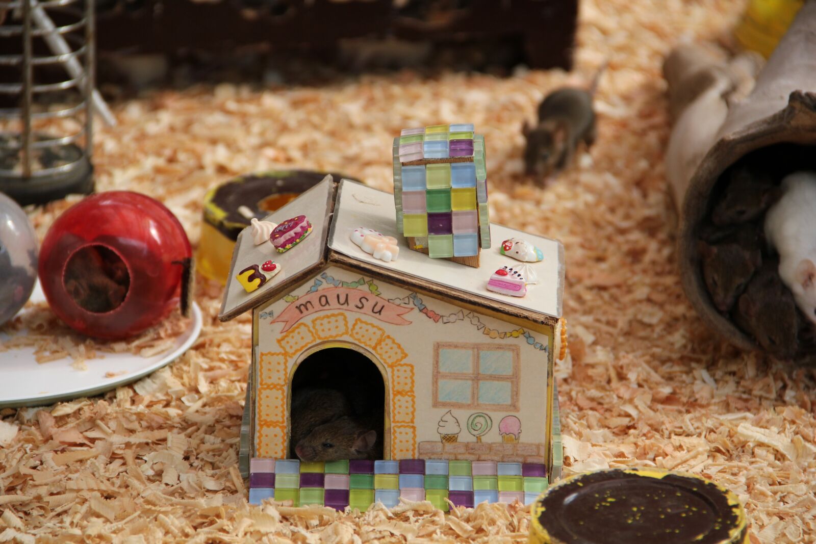Canon EOS 550D (EOS Rebel T2i / EOS Kiss X4) sample photo. Mouse, mice, house photography