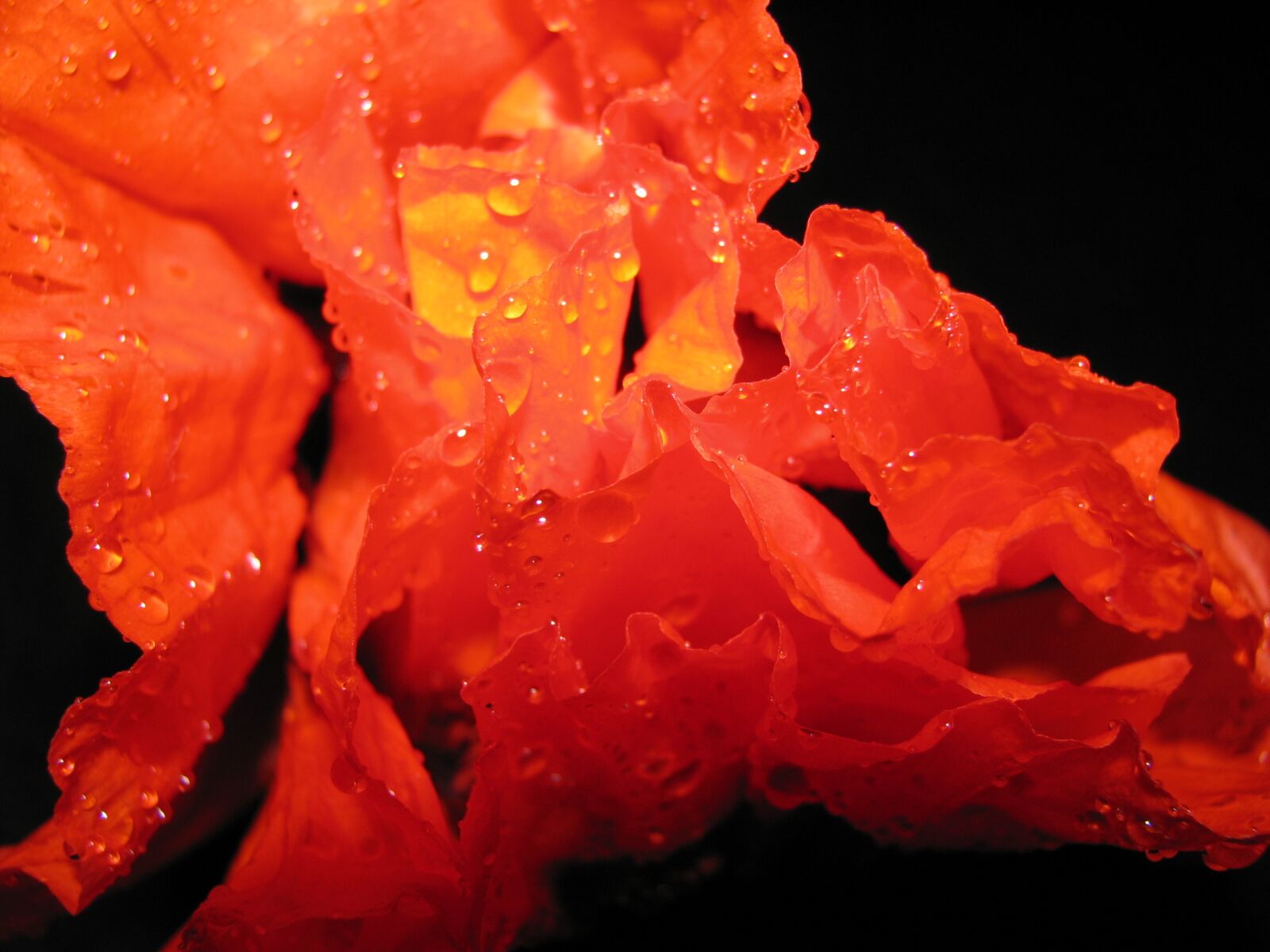 Canon POWERSHOT S5 IS sample photo. Poppy, flower, macro photography
