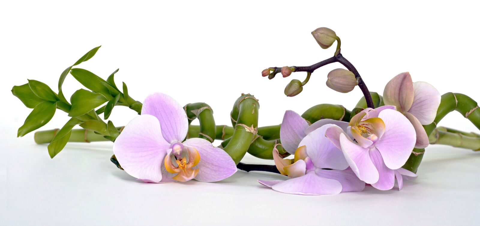 Nikon D7100 sample photo. Orchid, orchid flower, bamboo photography