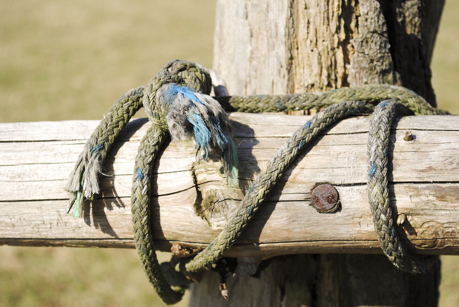 Nikon D3000 sample photo. Wood, connectedness, cohesion photography