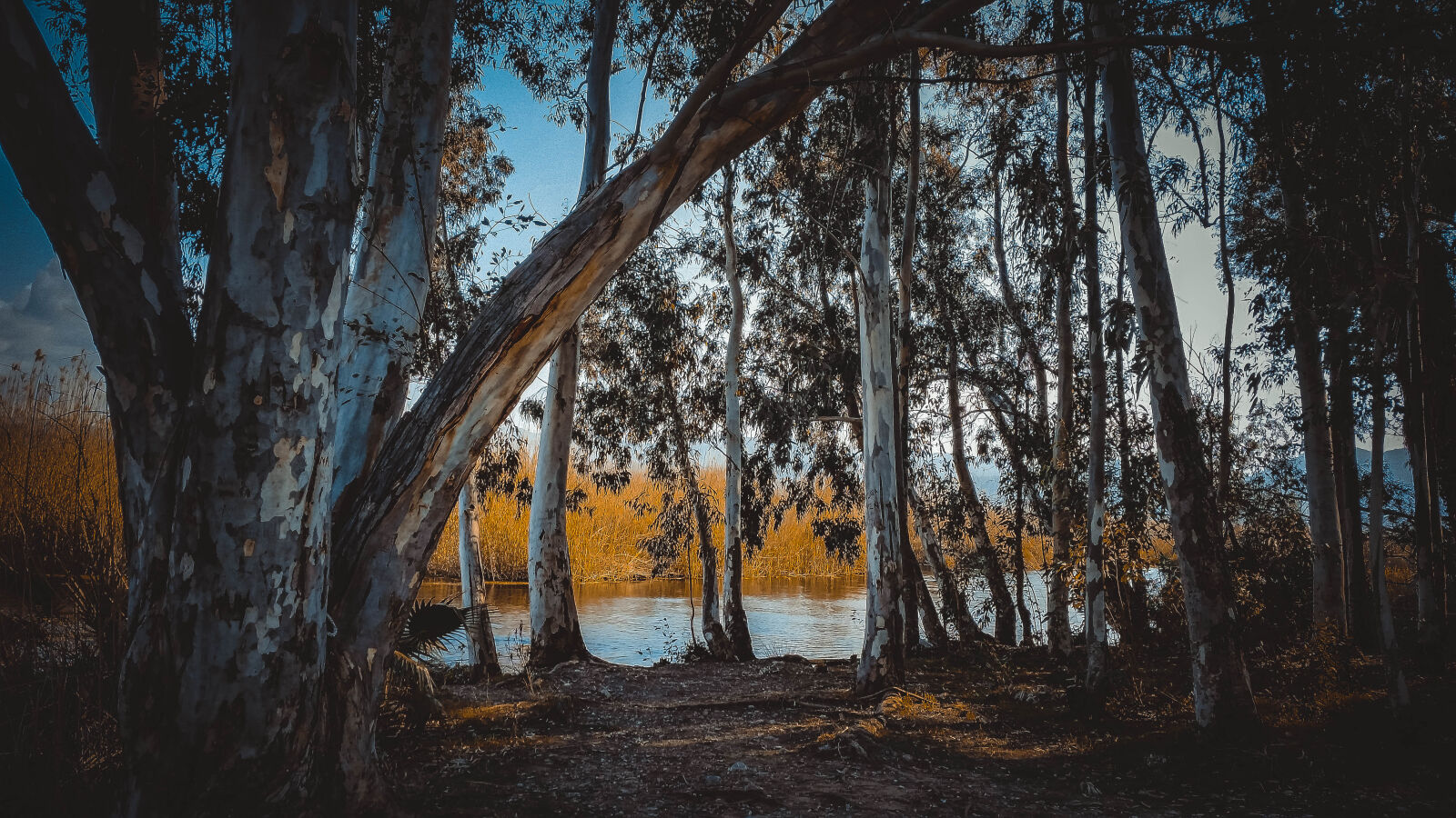 Samsung Galaxy S5 sample photo. Woods photography