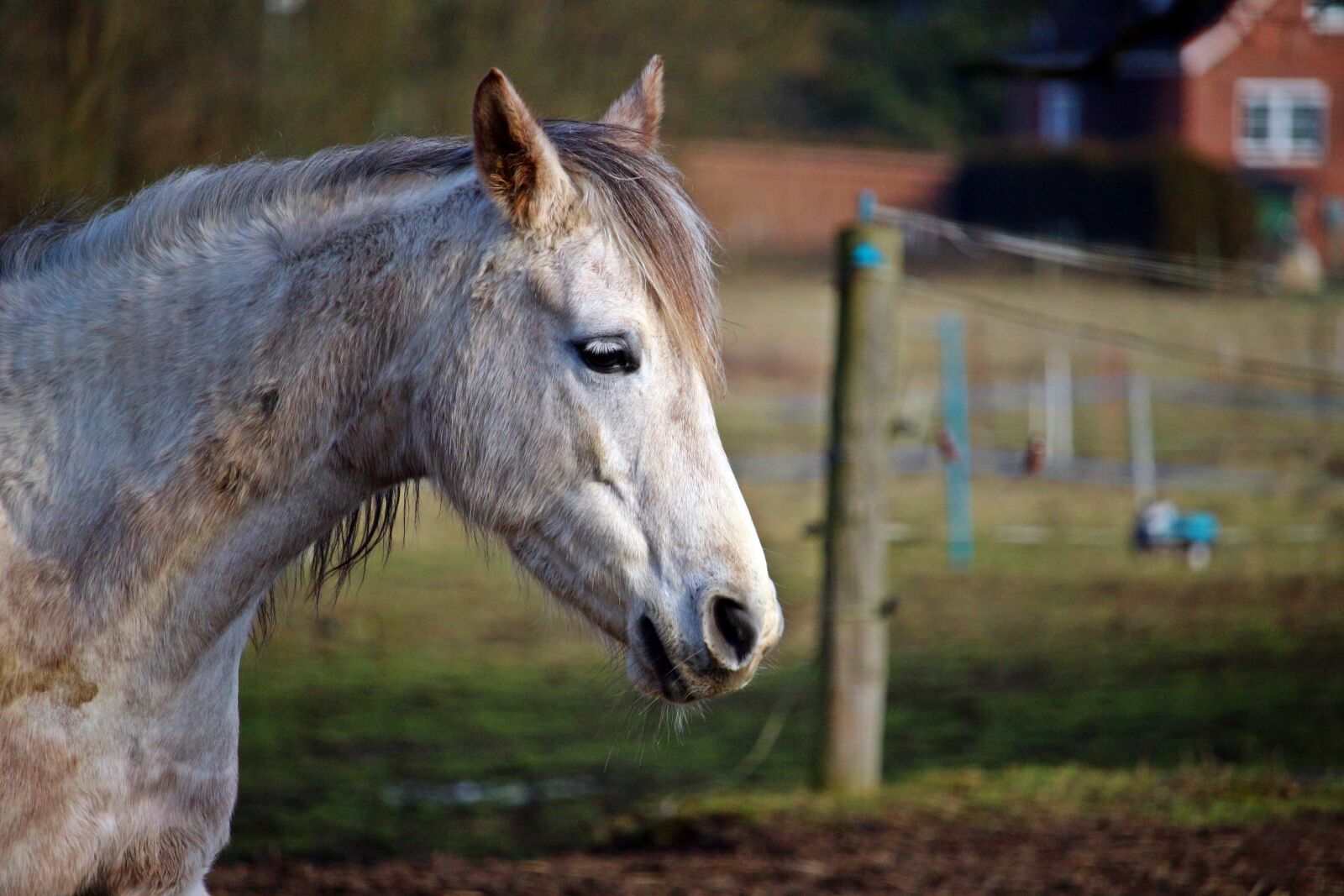 Canon EOS 100D (EOS Rebel SL1 / EOS Kiss X7) sample photo. Horse, mold, horse head photography