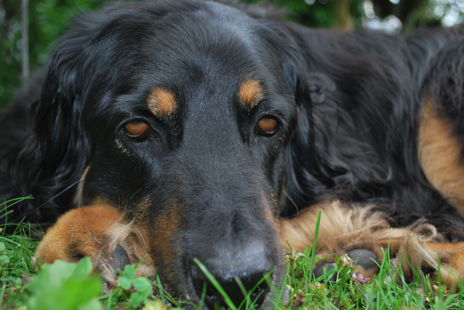 Nikon D60 sample photo. Dog face, hovawart, sad photography
