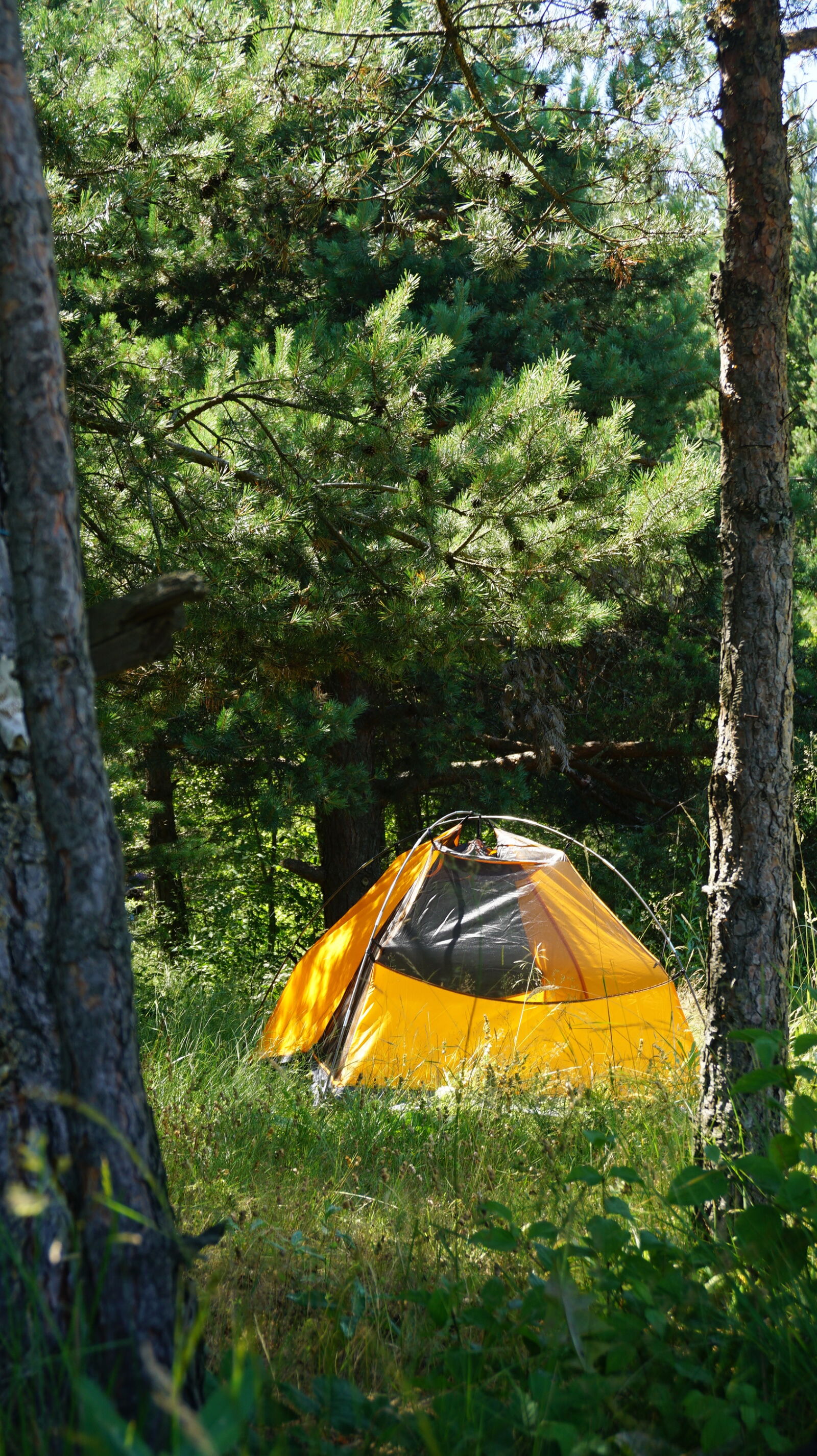 Sony a6000 + Sony E 16-50mm F3.5-5.6 PZ OSS sample photo. Camping, forest, green, nature photography