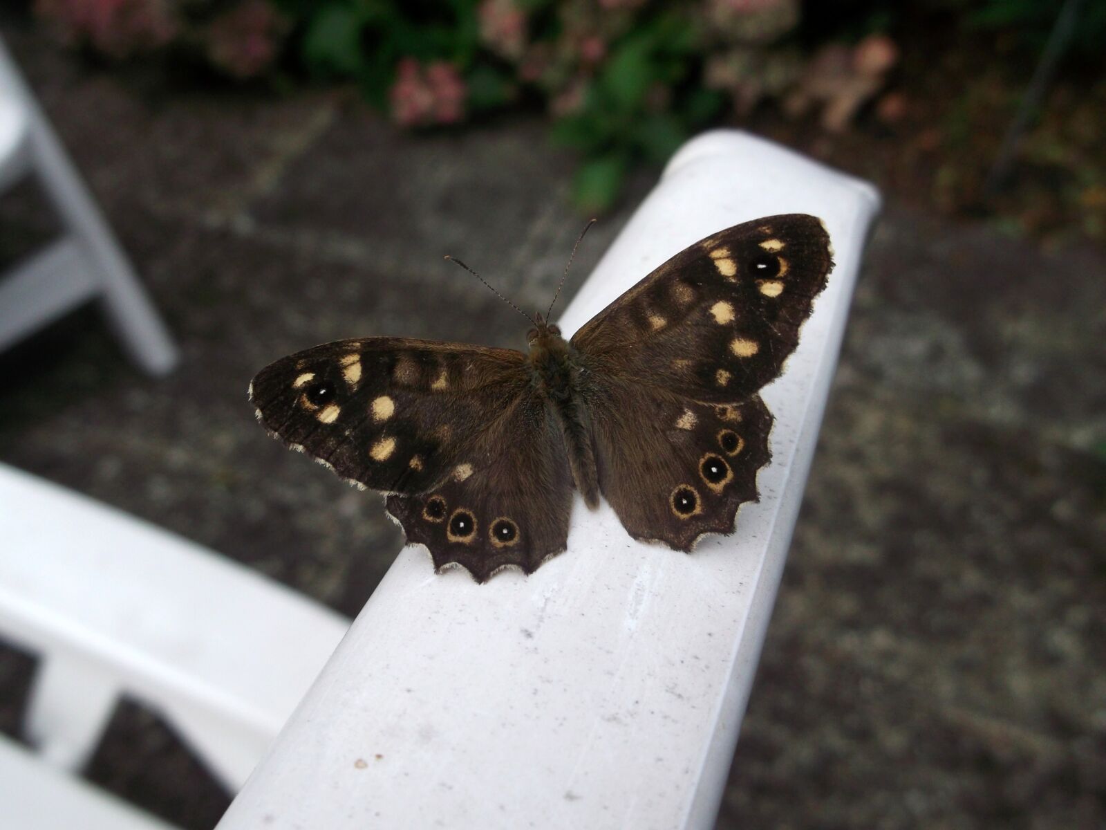 Fujifilm FinePix AX300 sample photo. Butterfly, forest board game photography