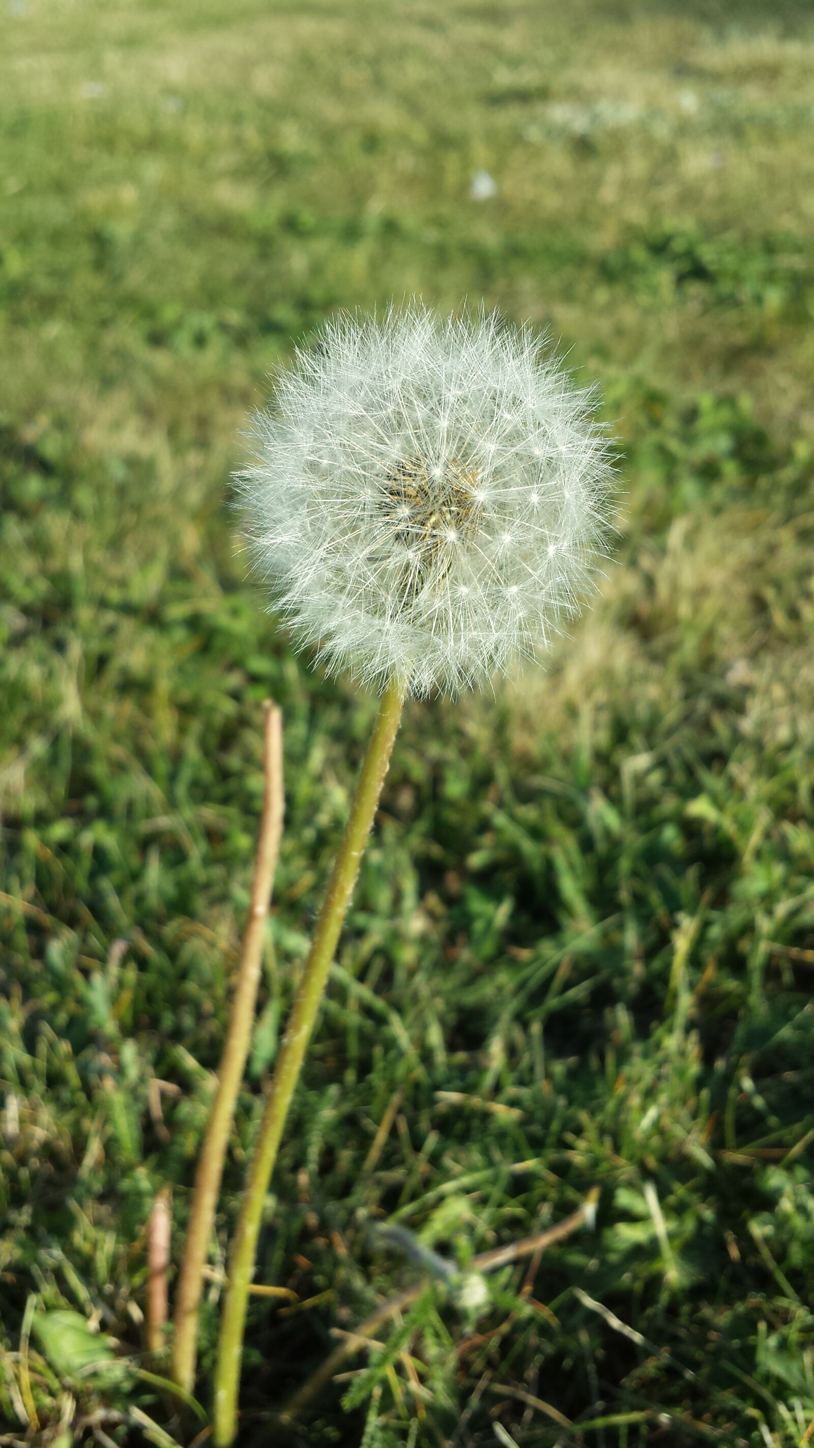 Samsung Galaxy S4 sample photo. Dandelion, summer, autumn photography