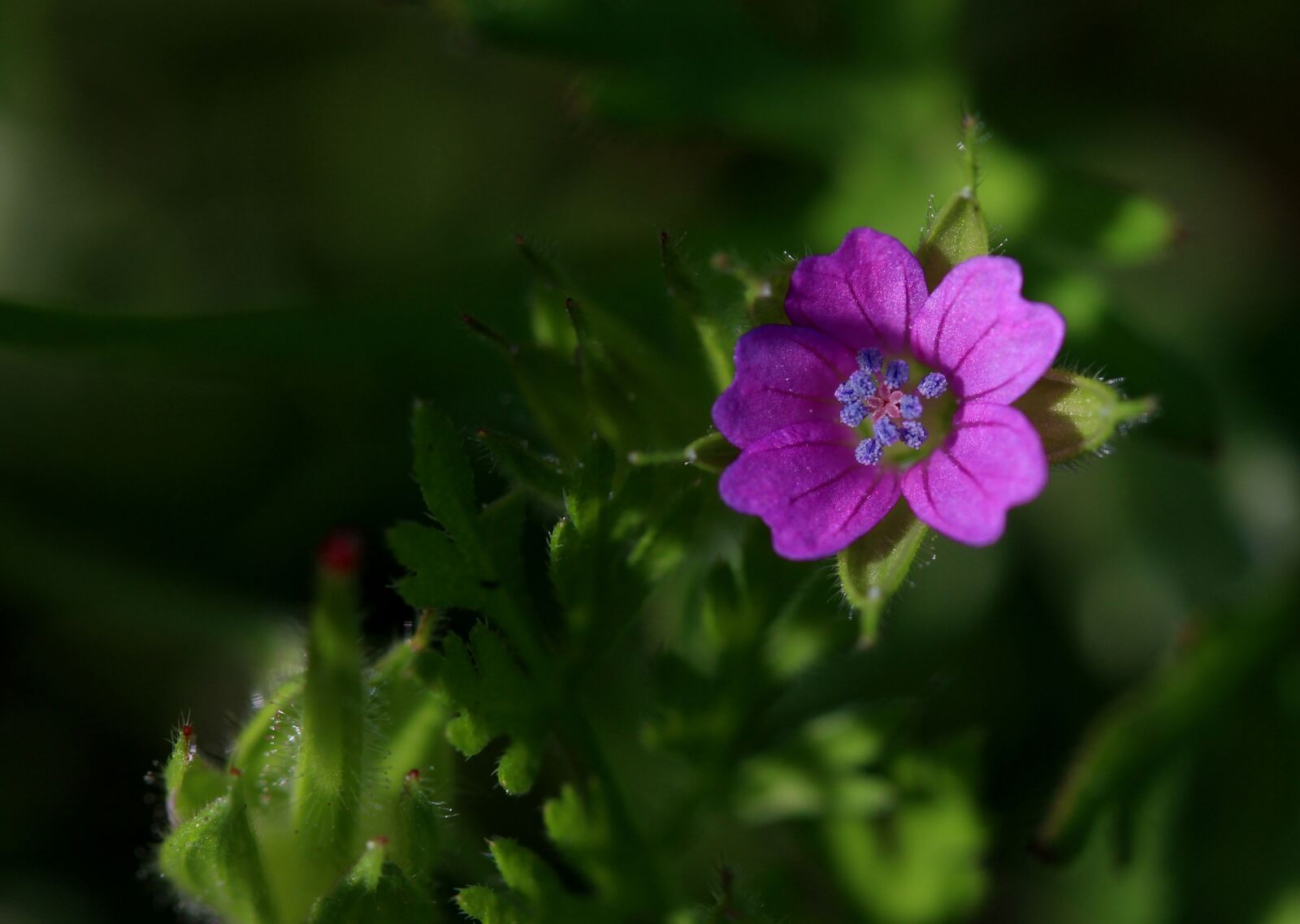 Canon EF-S 60mm F2.8 Macro USM sample photo. Flower, little, mov photography