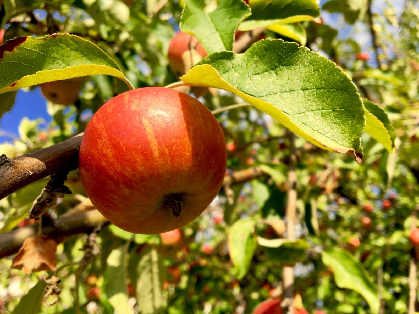 Apple iPhone 6s sample photo. Apple, apple tree, fruit photography