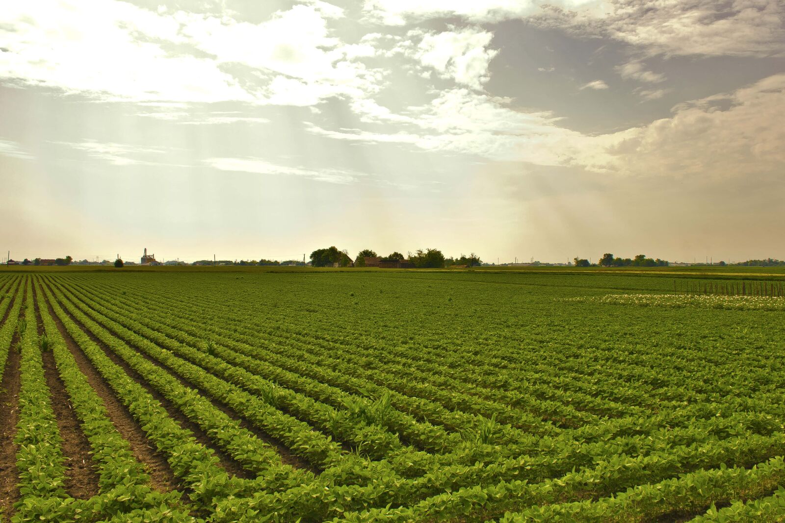 Canon EF-S 18-55mm F3.5-5.6 IS sample photo. Soybean, field, agriculture, grass photography