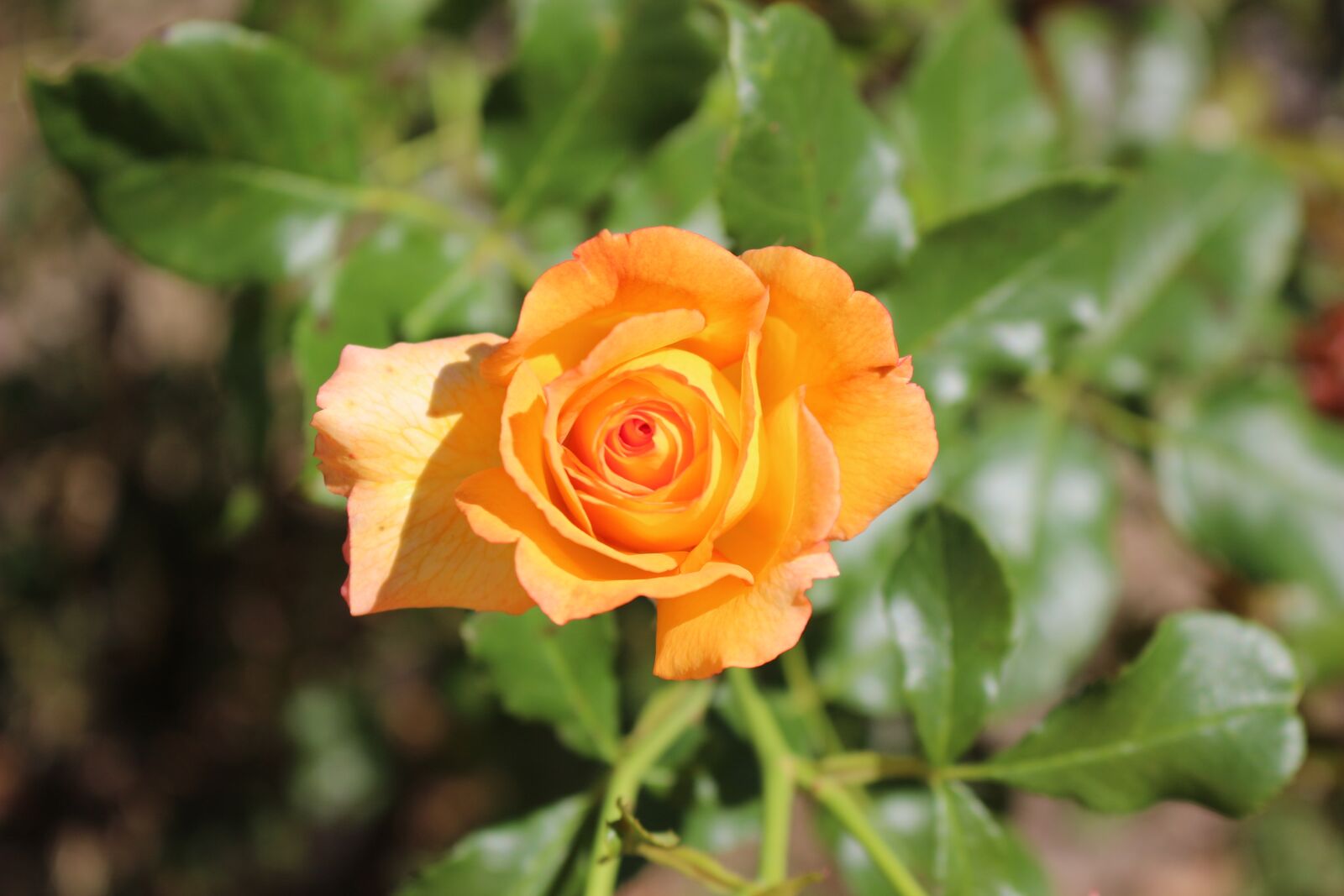 Canon EOS 100D (EOS Rebel SL1 / EOS Kiss X7) sample photo. Pink, orange, nature photography