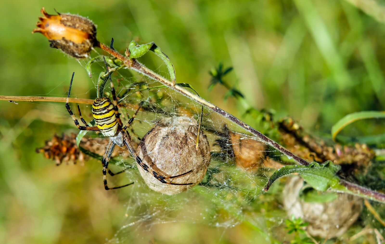 Fujifilm X-T10 + Fujifilm XF 35mm F1.4 R sample photo. Wasp spider, spider, animal photography