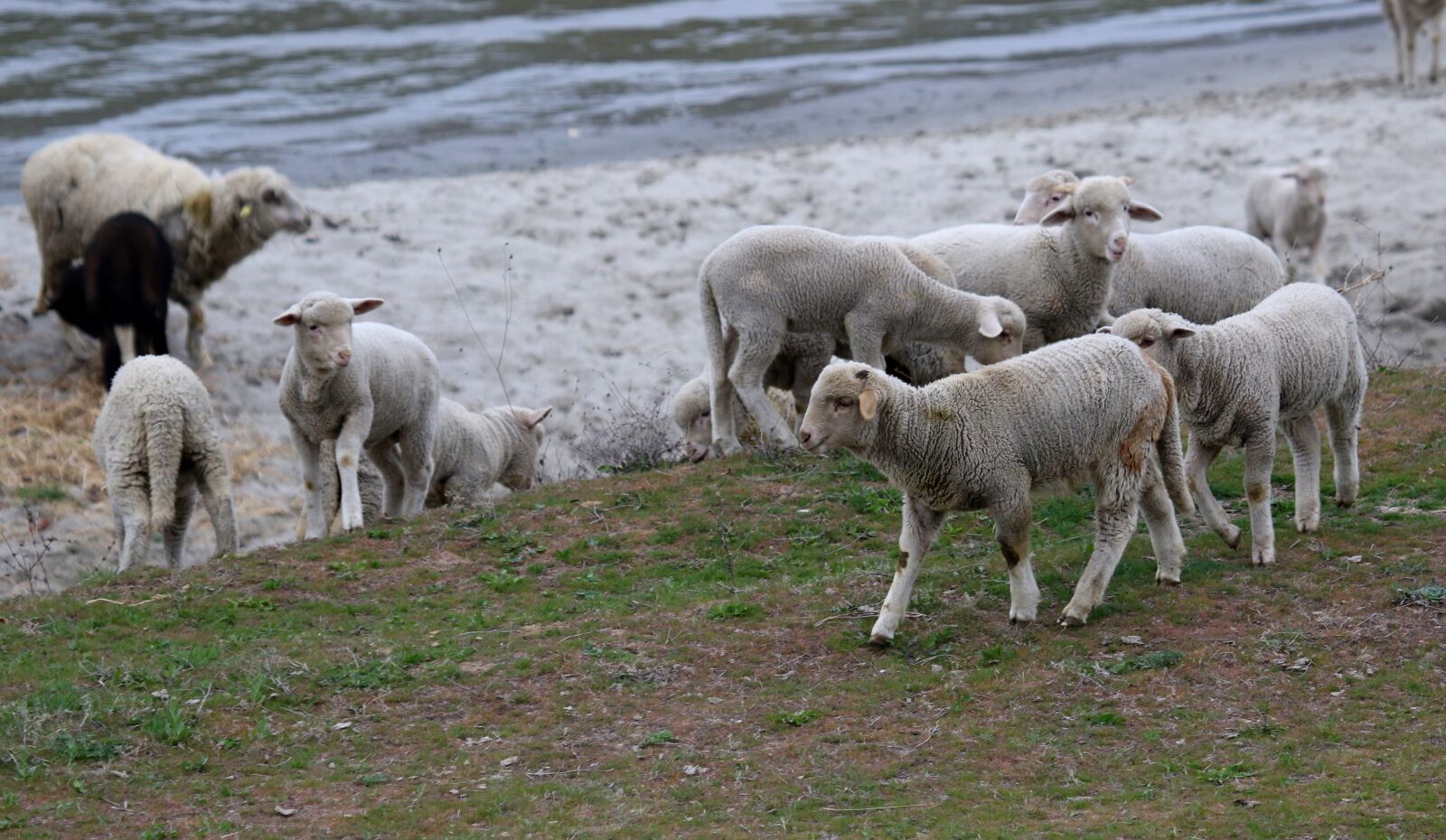 Canon EF 100-400mm F4.5-5.6L IS USM sample photo. Lamb, the flock, animals photography