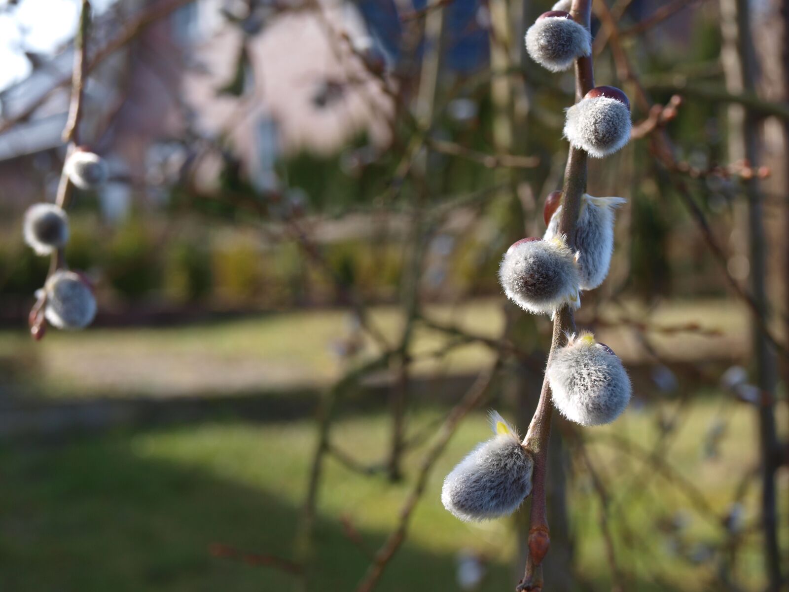 Olympus E-450 (EVOLT E-450) sample photo. Pussy willow catkin, willow photography