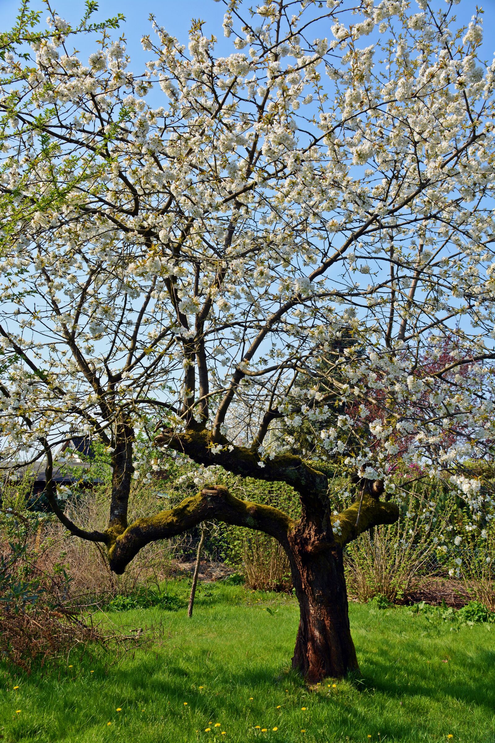 Nikon D5200 sample photo. Cherry tree, tree, season photography