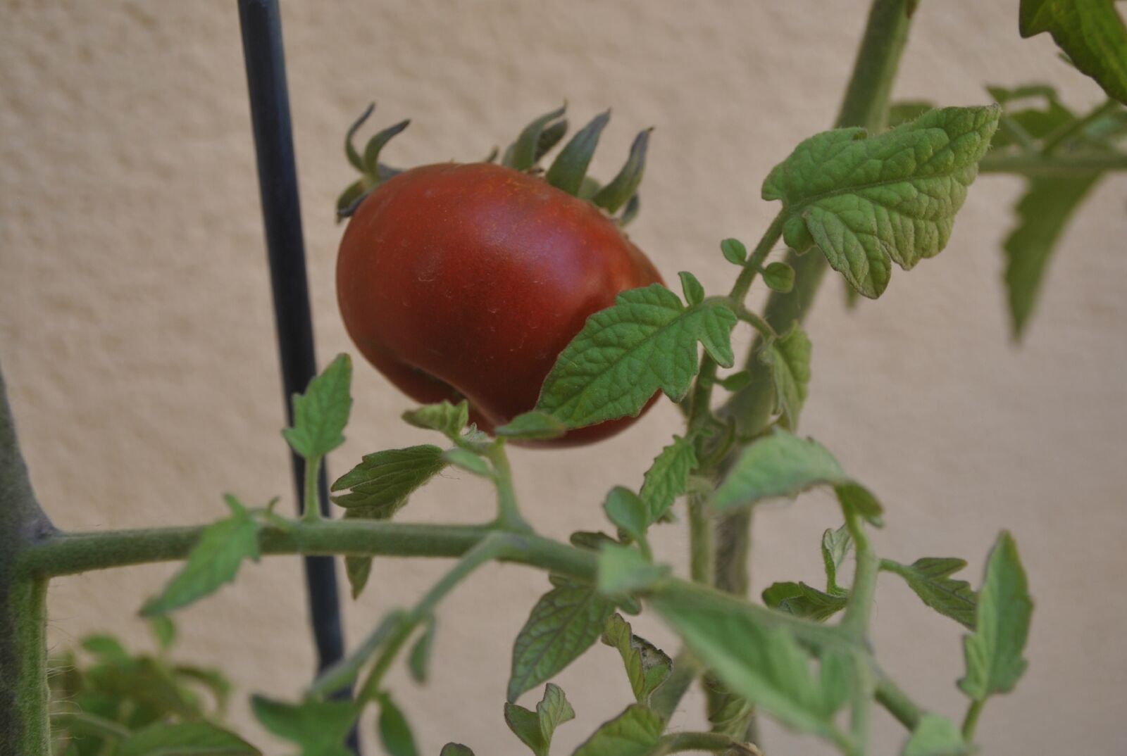 Nikon D3000 sample photo. Cherry tomato, tomato, plant photography