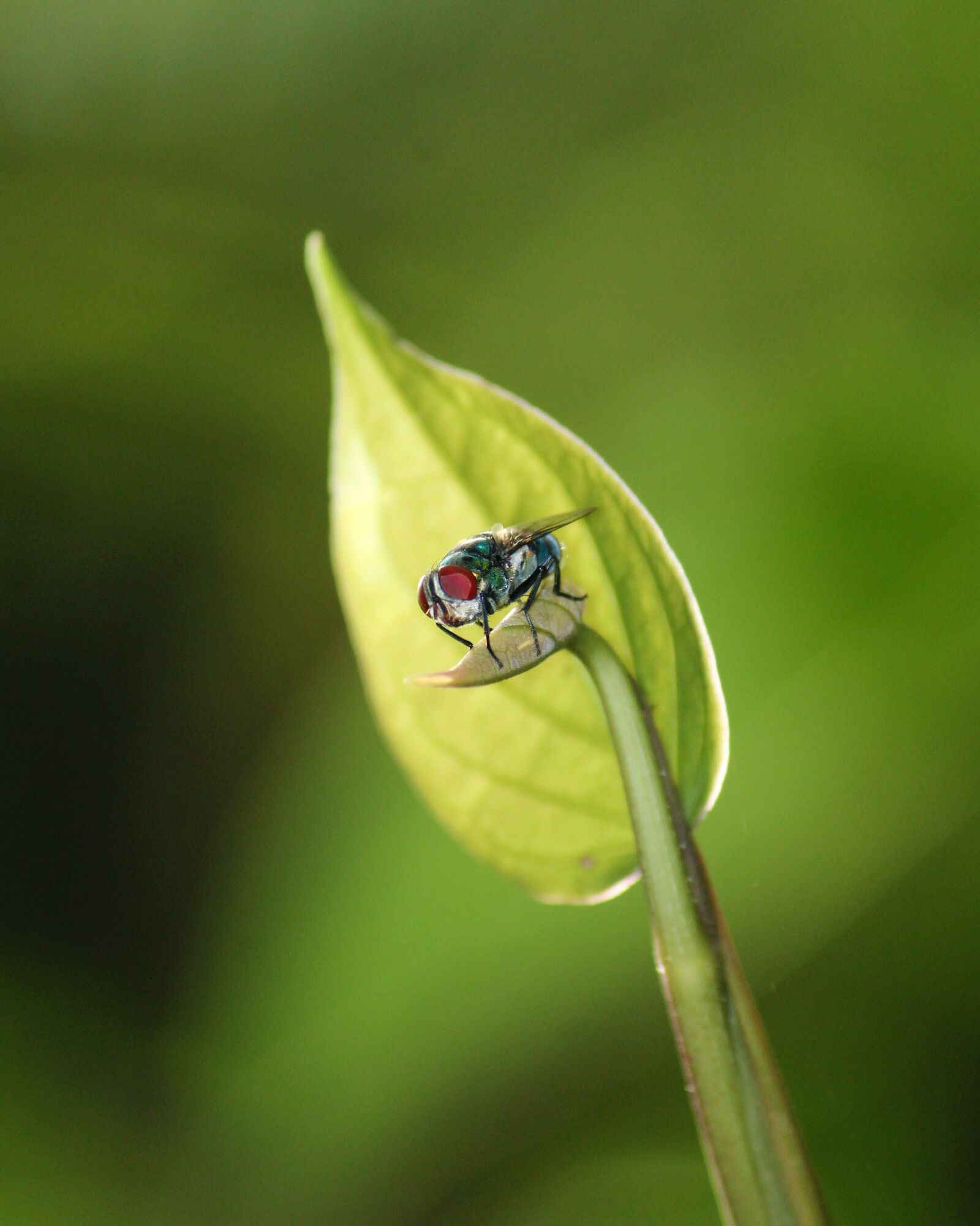 Canon EOS 1300D (EOS Rebel T6 / EOS Kiss X80) sample photo. Kerala, india, fly photography