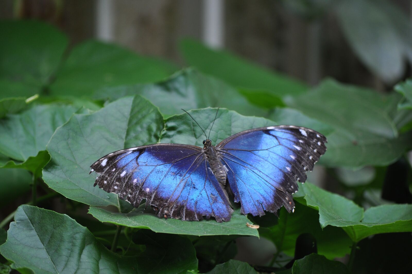 Nikon D5000 sample photo. Butterfly, animals, wing photography