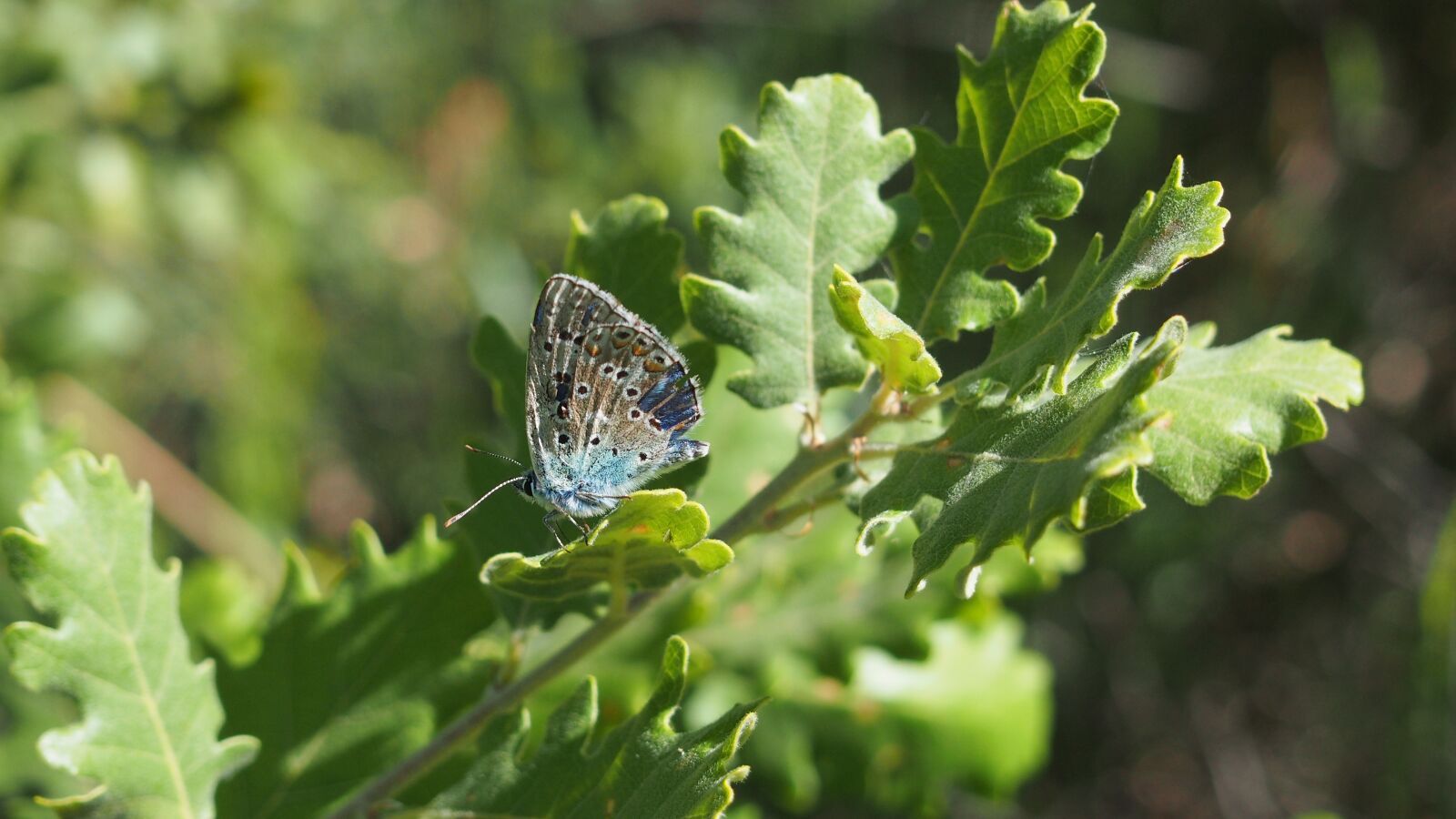 Olympus PEN E-PL6 sample photo. Butterfly, nature, macro photography