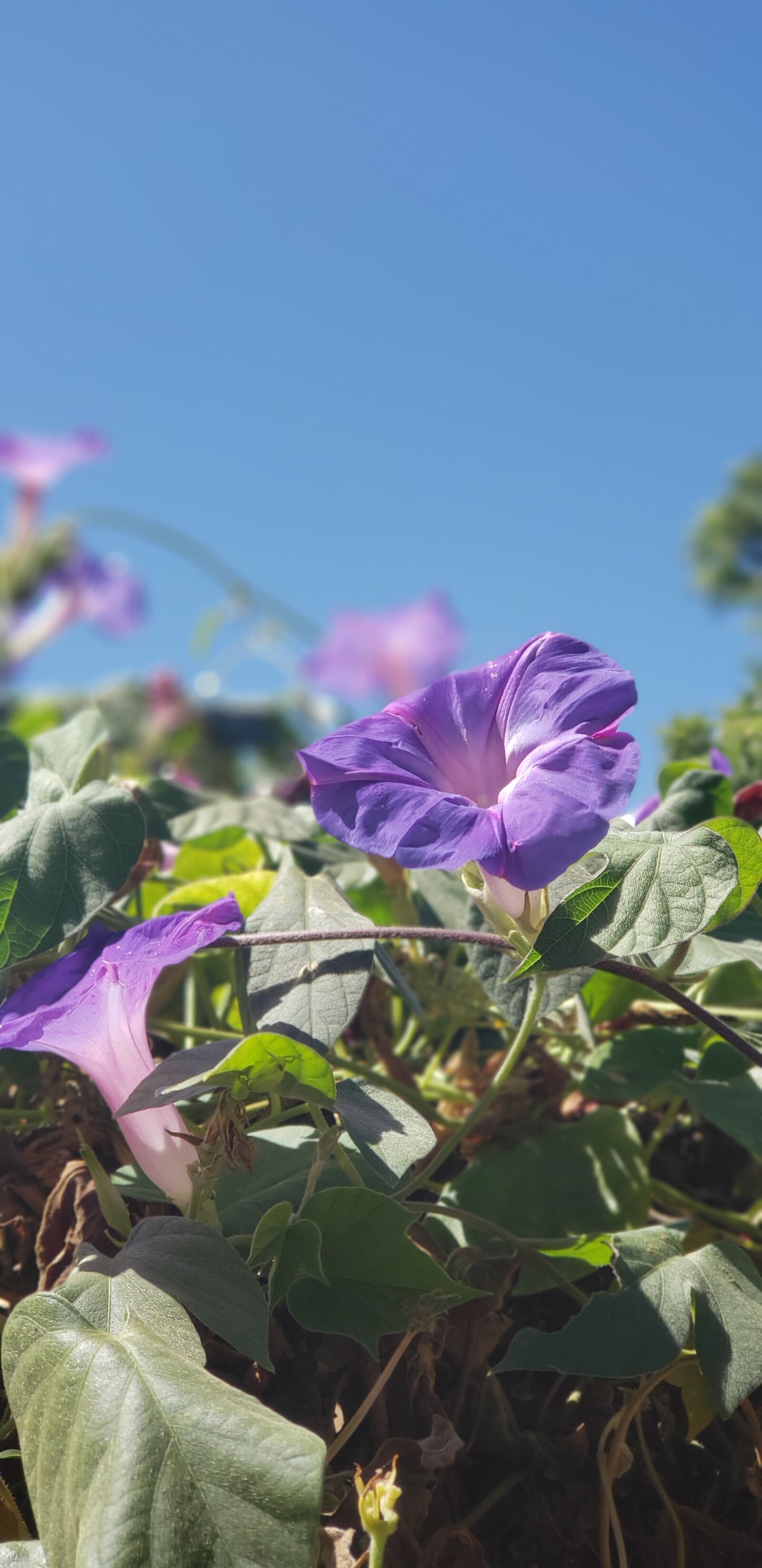 Samsung Galaxy S9+ sample photo. Floral, flowers, purple photography
