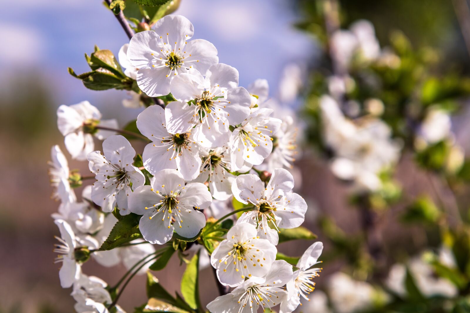 Nikon D850 sample photo. Tree, nature, flowers photography