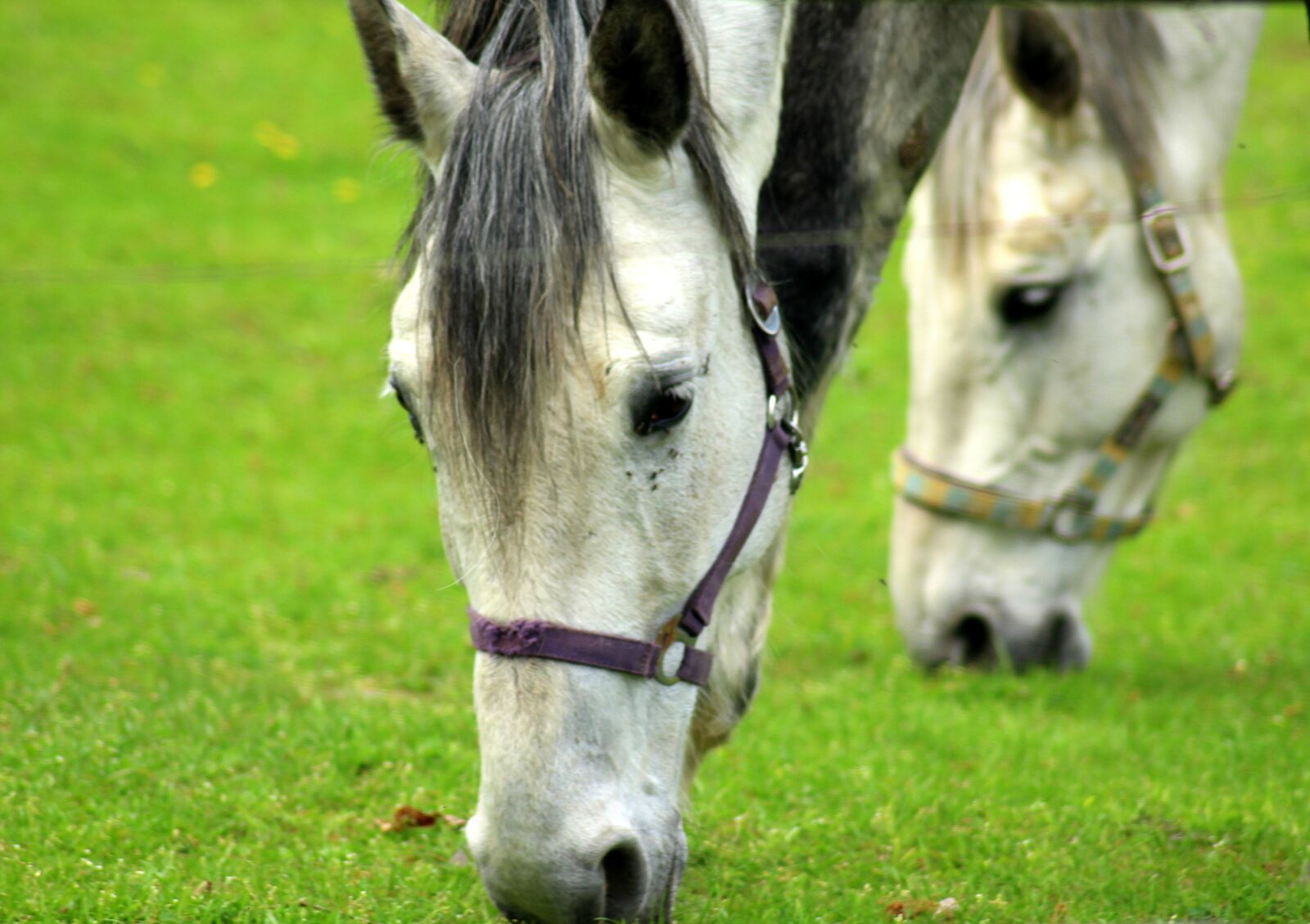 Canon EOS 1200D (EOS Rebel T5 / EOS Kiss X70 / EOS Hi) sample photo. The horse, animals, lawn photography