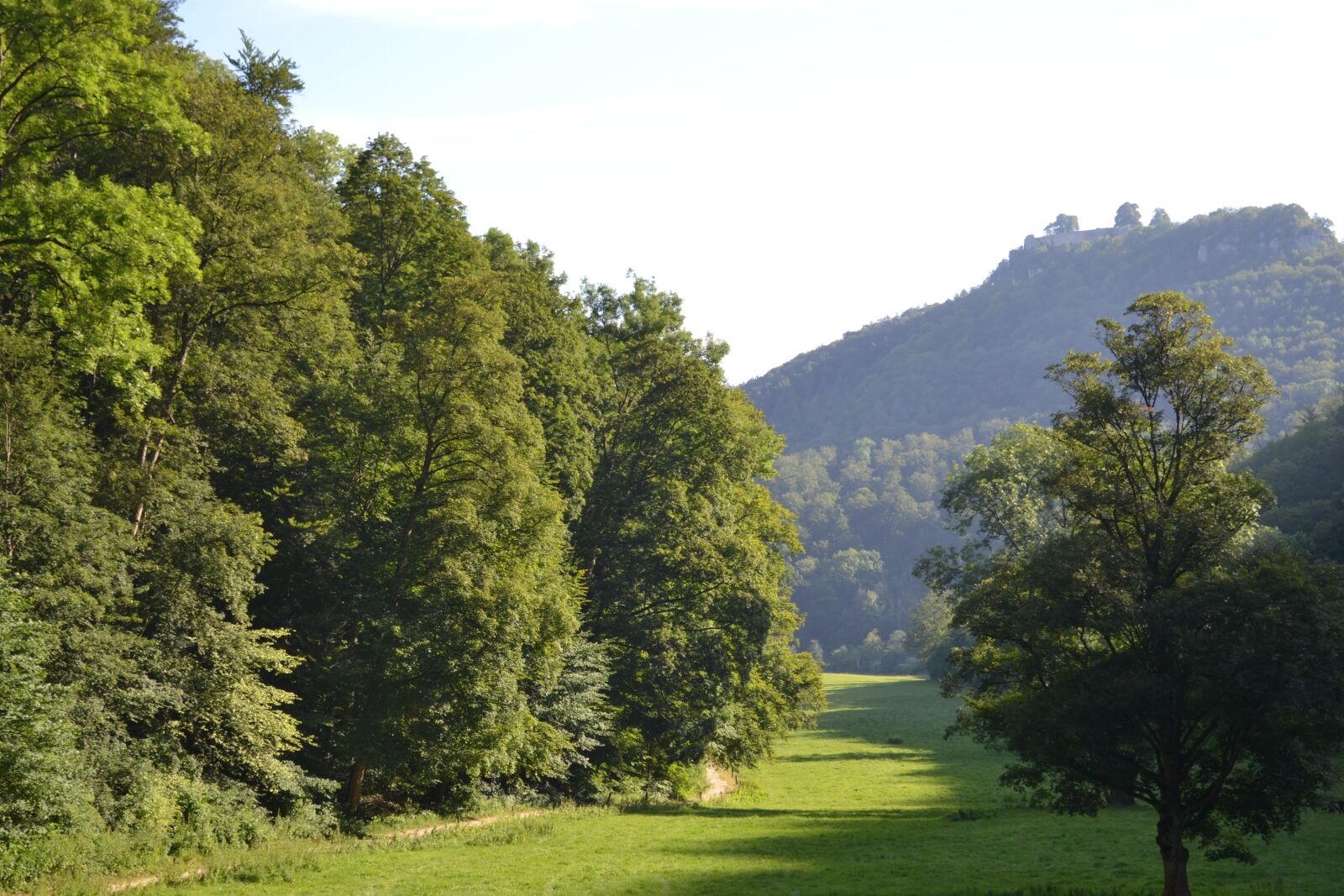Nikon D3100 sample photo. Meadow, tree, forest photography