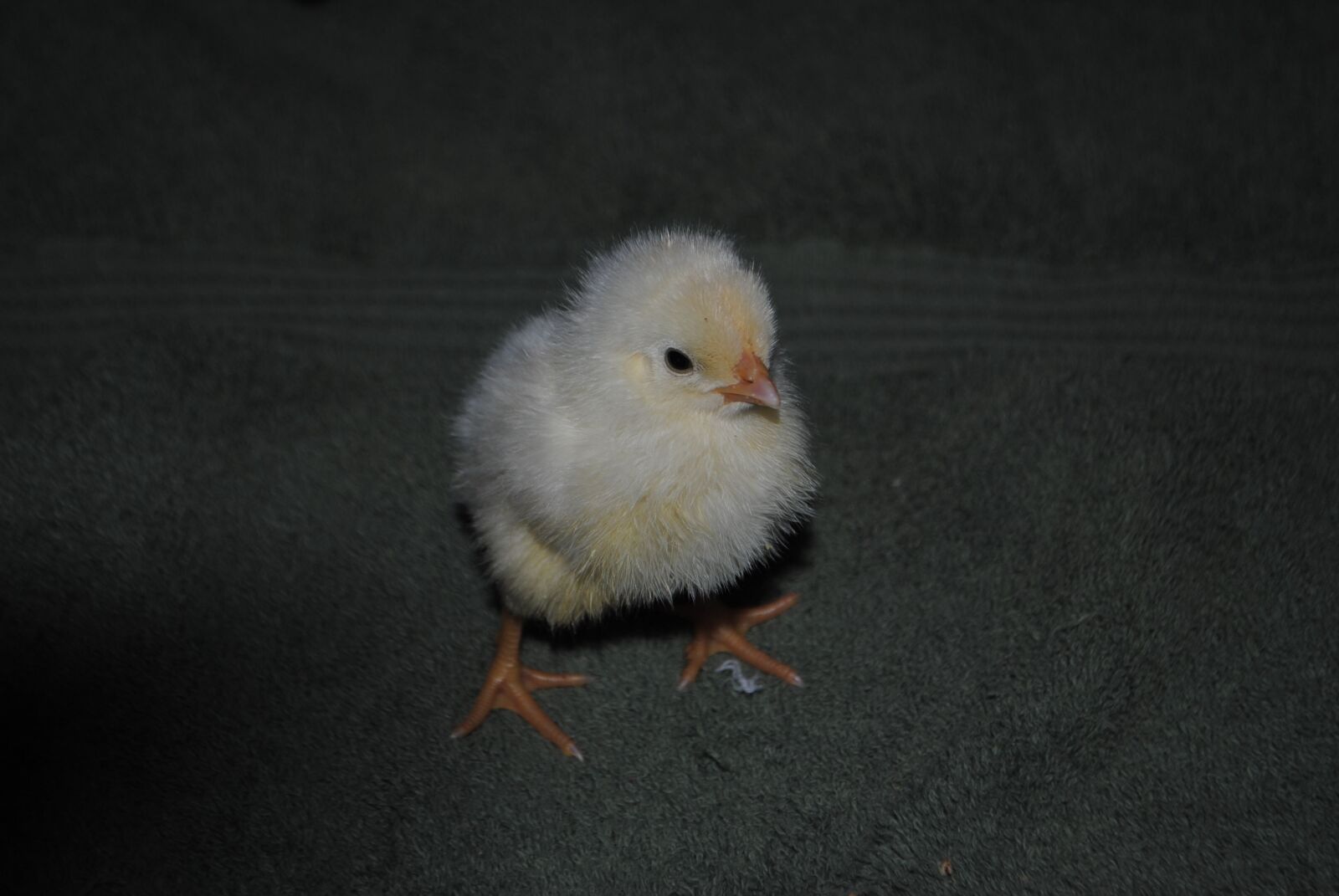 Nikon D3000 sample photo. Chick, chicken, poultry photography