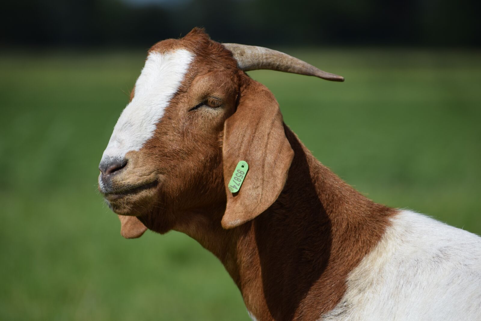 Nikon D3300 sample photo. Mammals, cattle, animal kingdom photography