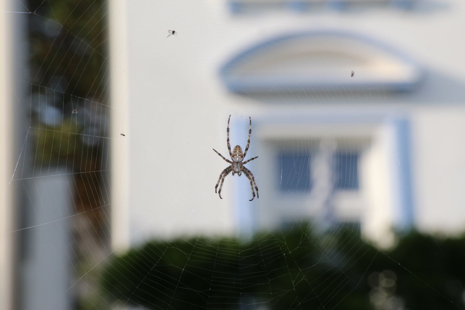 Canon EOS 650D (EOS Rebel T4i / EOS Kiss X6i) sample photo. Spider, araneus, weaving photography