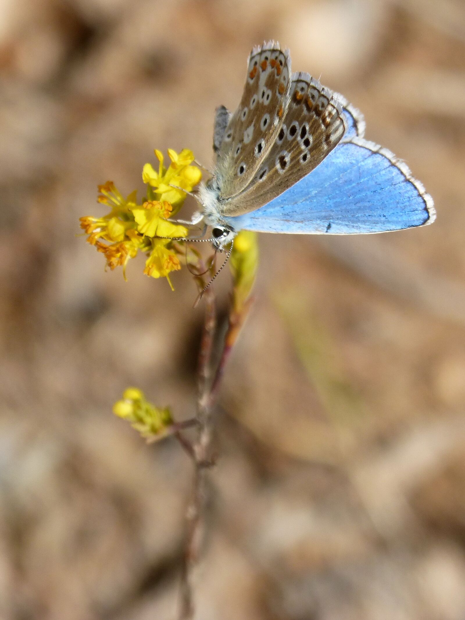 Panasonic DMC-FZ62 sample photo. Blue butterfly, polyommatus icarus photography