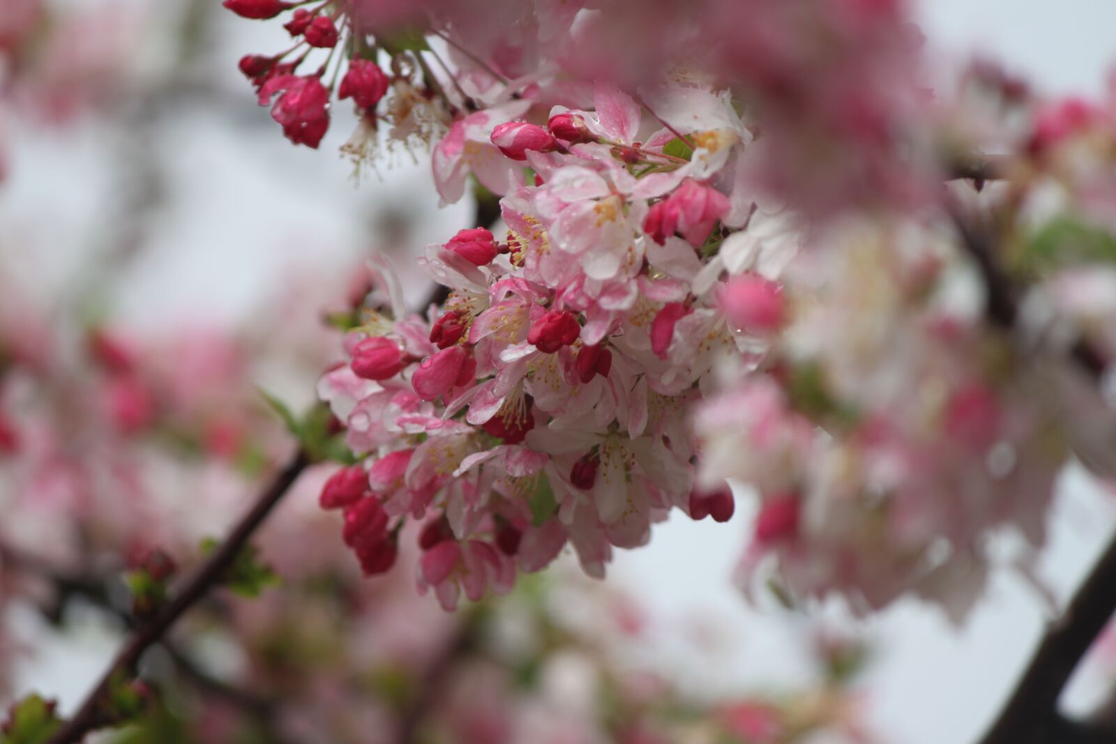 Canon EOS 500D (EOS Rebel T1i / EOS Kiss X3) sample photo. Cherry, blossom, tree photography