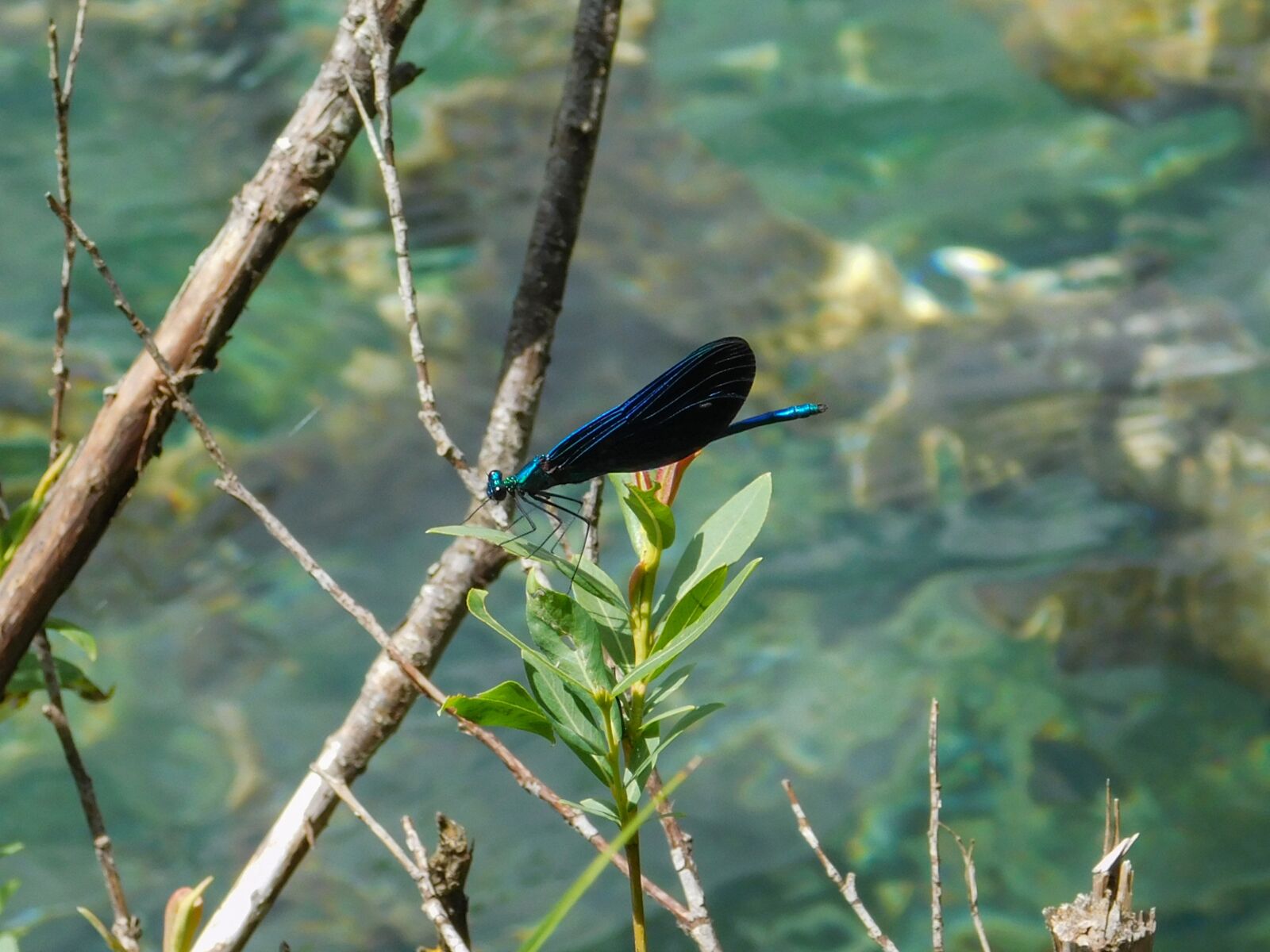 Nikon Coolpix L840 sample photo. Dragonfly, water, nature photography