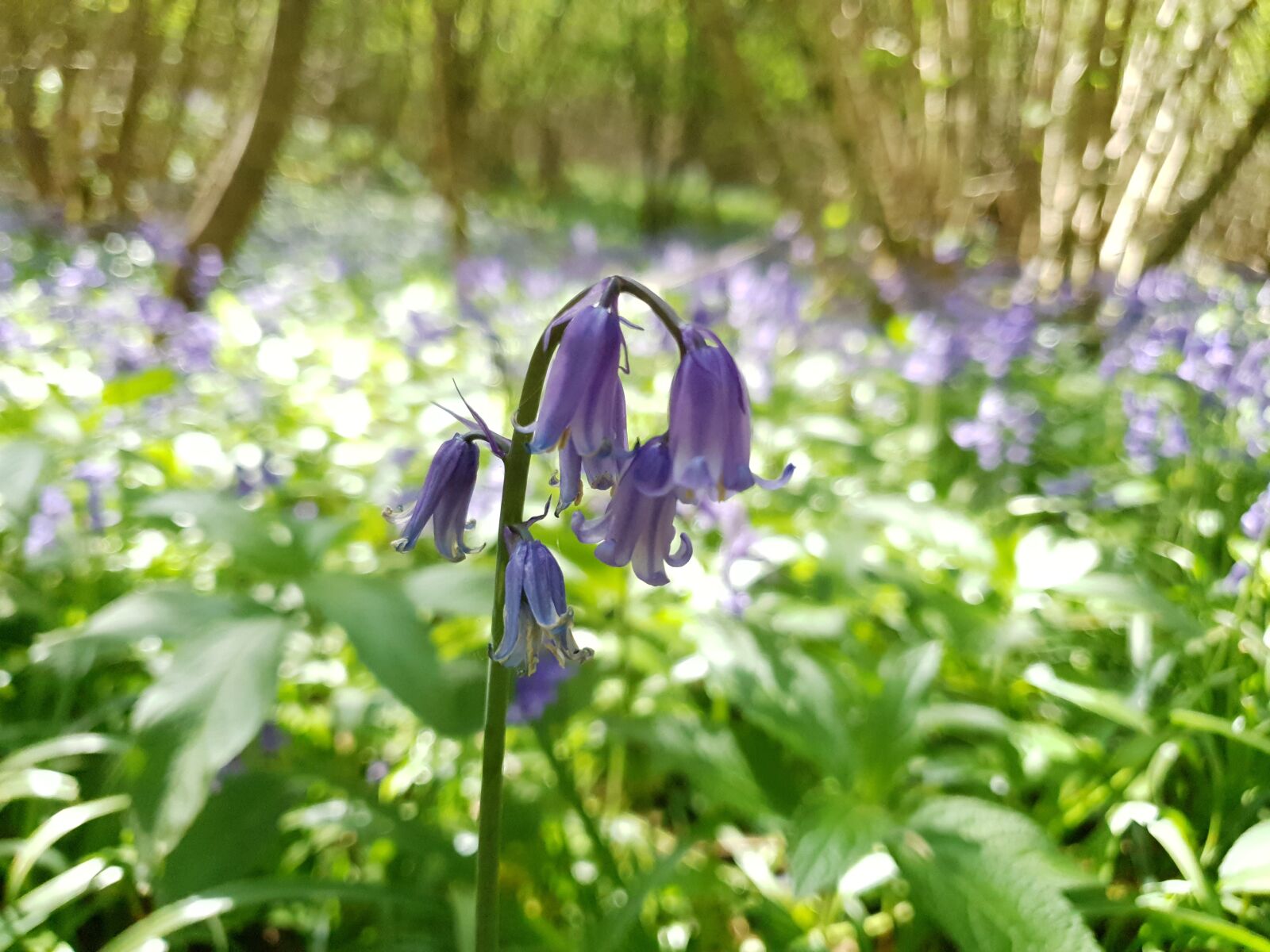Samsung Galaxy S10 sample photo. Bluebells, wildflower, bluebell photography
