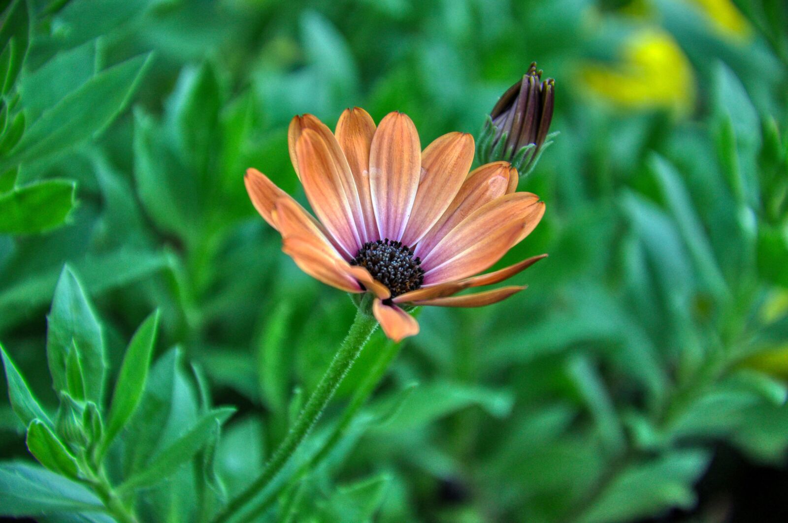 Nikon D5000 sample photo. Cape basket, composites, flower photography