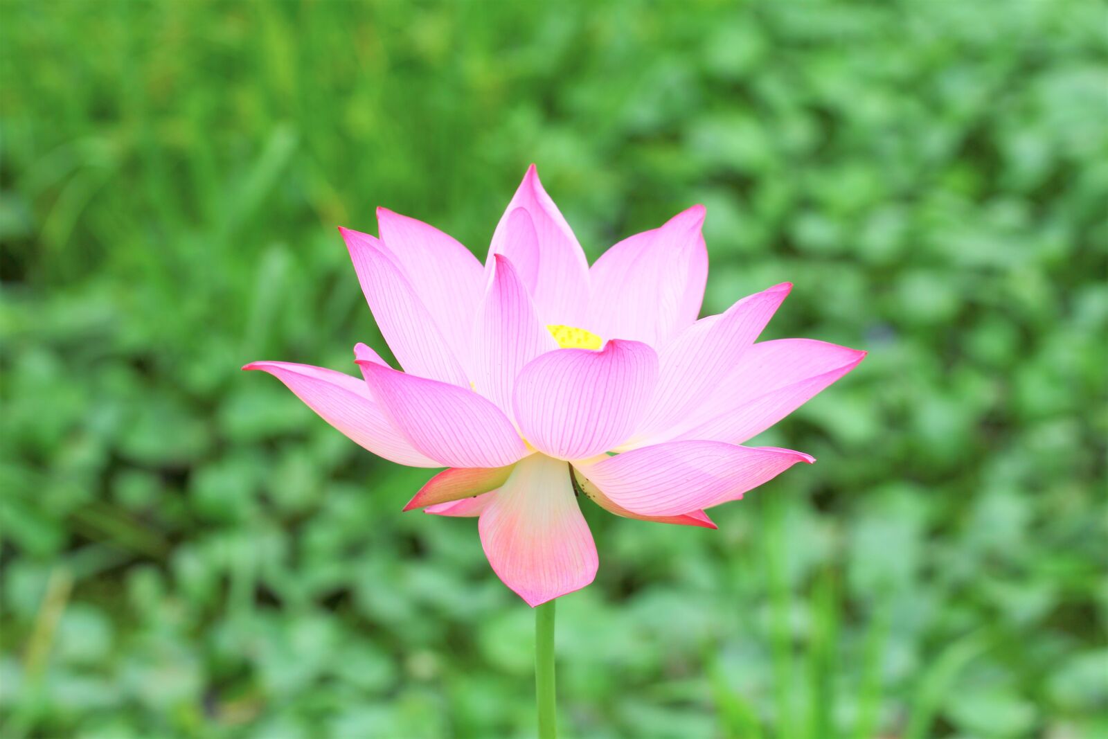 Canon EOS 60D sample photo. Flower, lotus, green photography