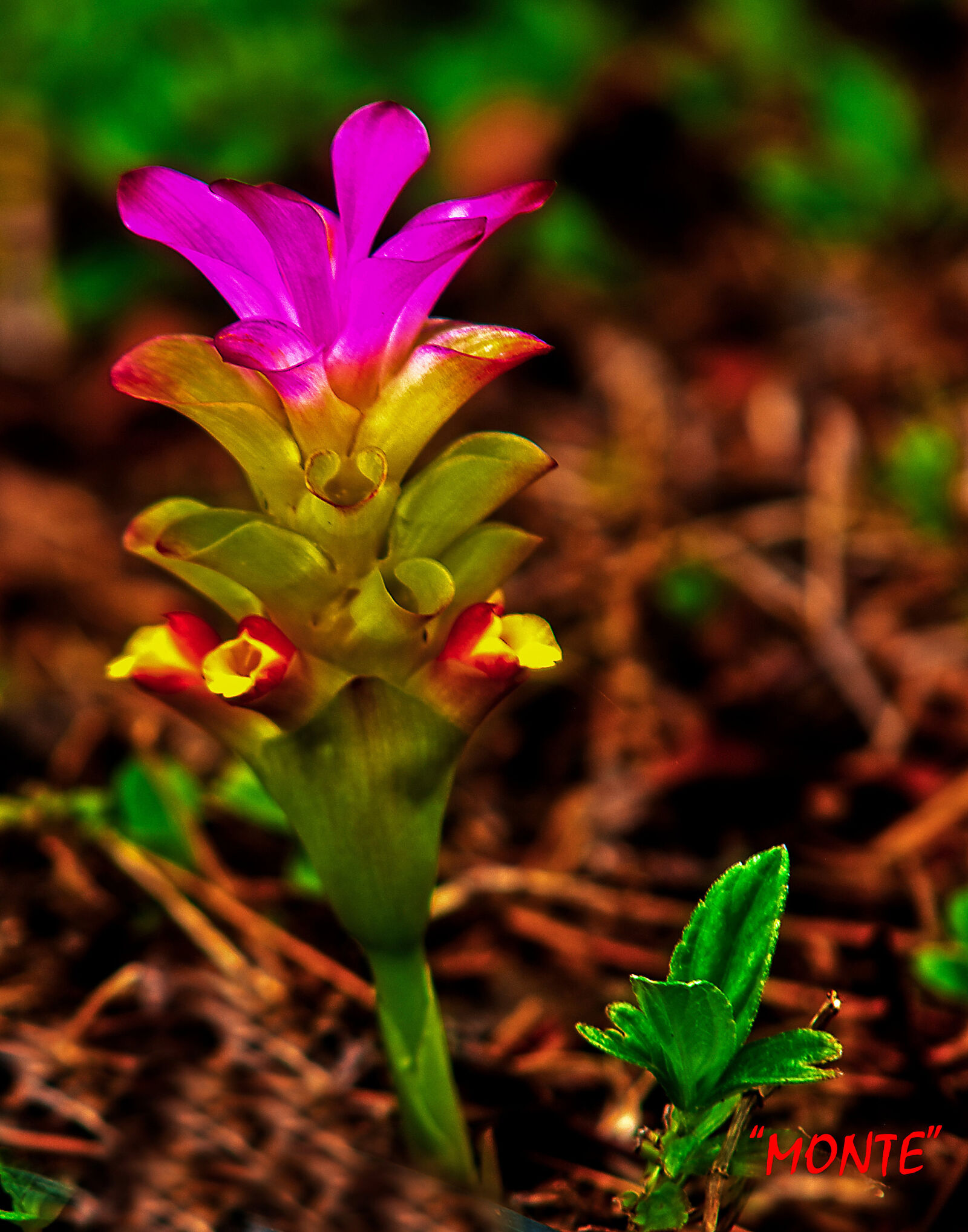 Nikon D300 sample photo. Flowerin, hawaii photography