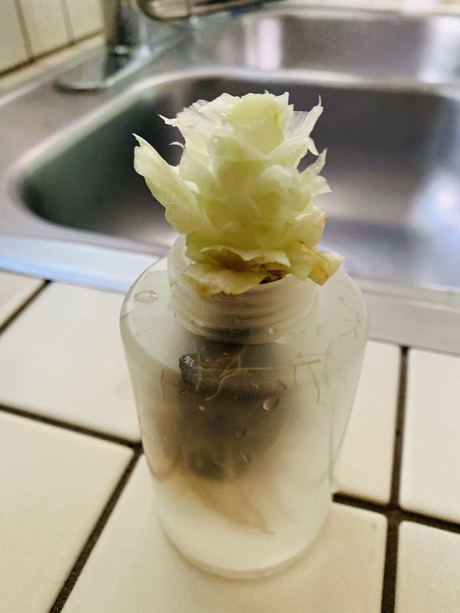 Apple iPhone XR sample photo. Root, cabbage, hydroponic photography