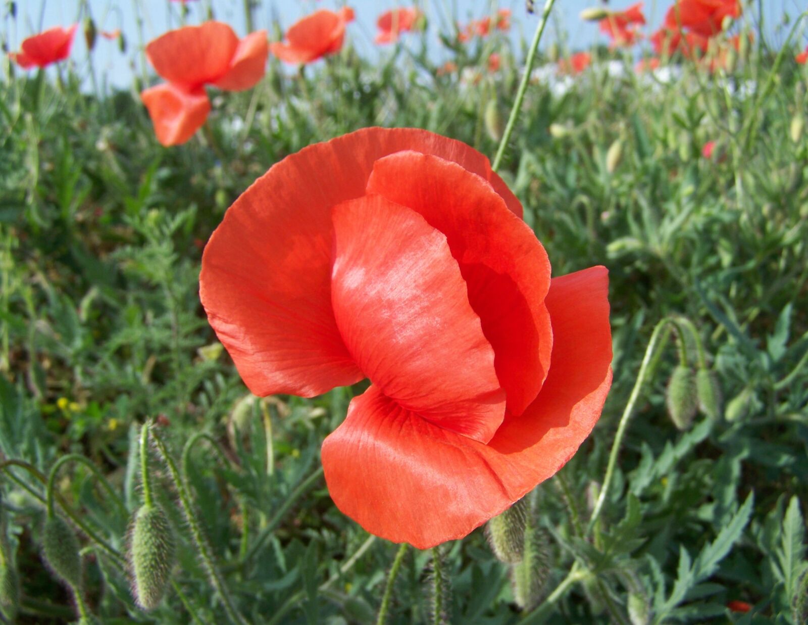 Kodak EASYSHARE ZD710 ZOOM DIGITAL CAMERA sample photo. Poppy, red flower, meadow photography